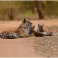 Tadoba Andhari Tiger Reserve