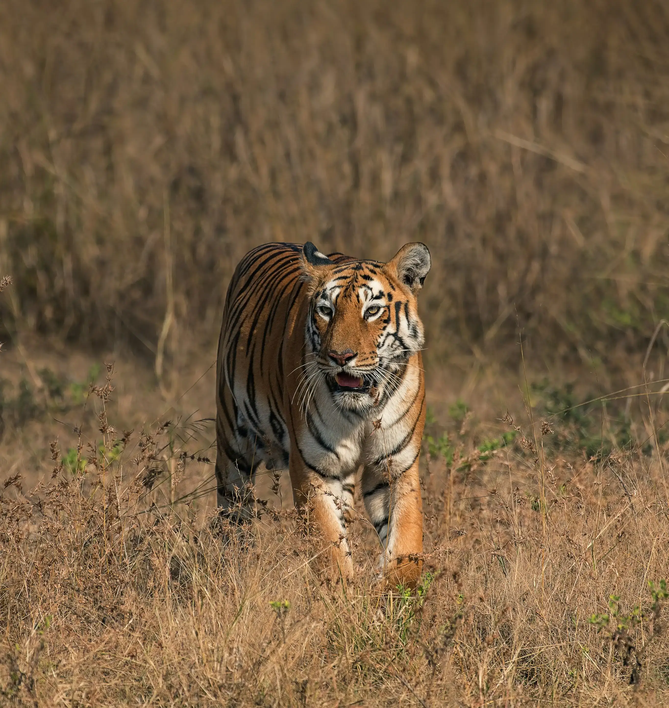 Tadoba Tiger Reserve Exploration