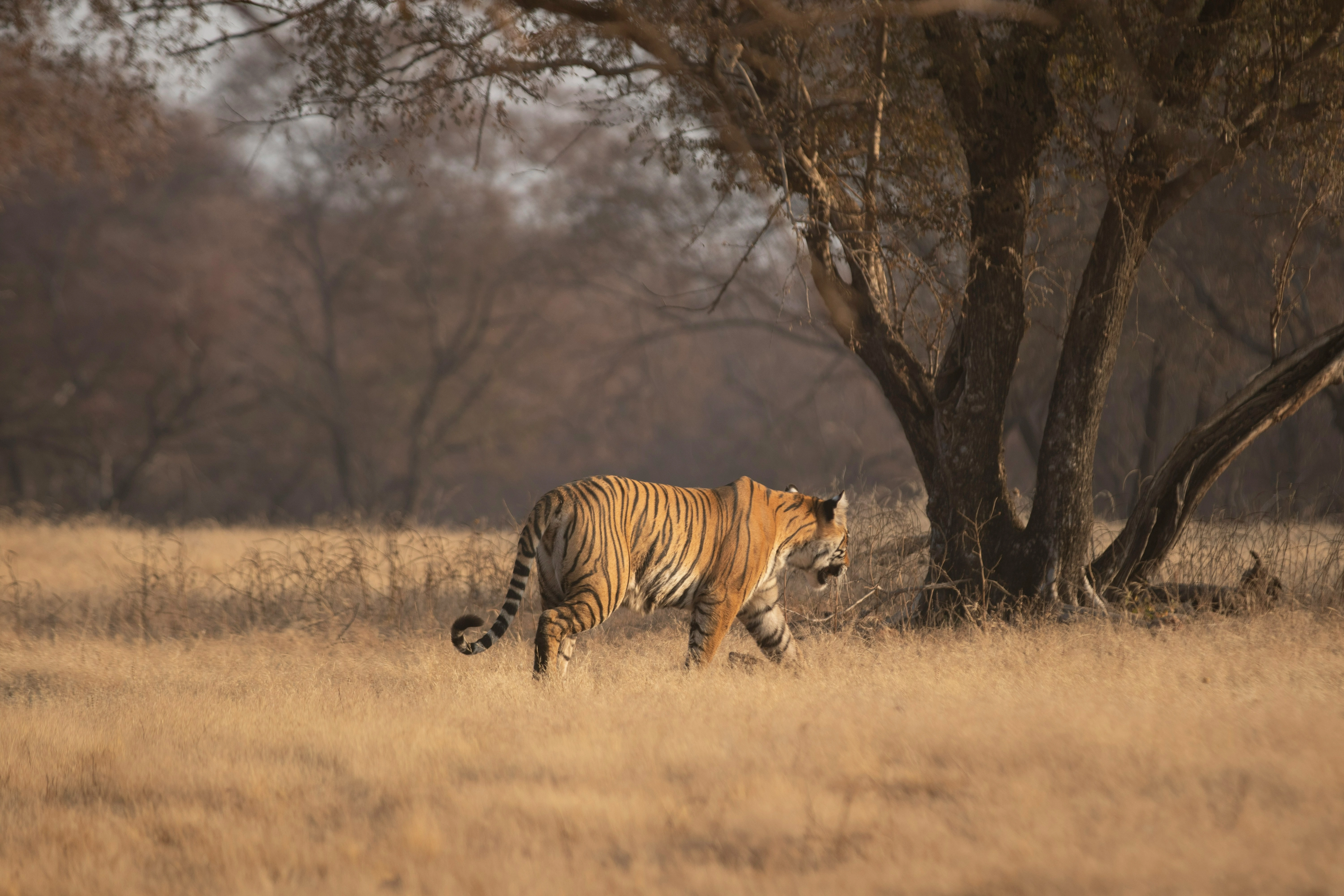 Photo of tiger in the wild