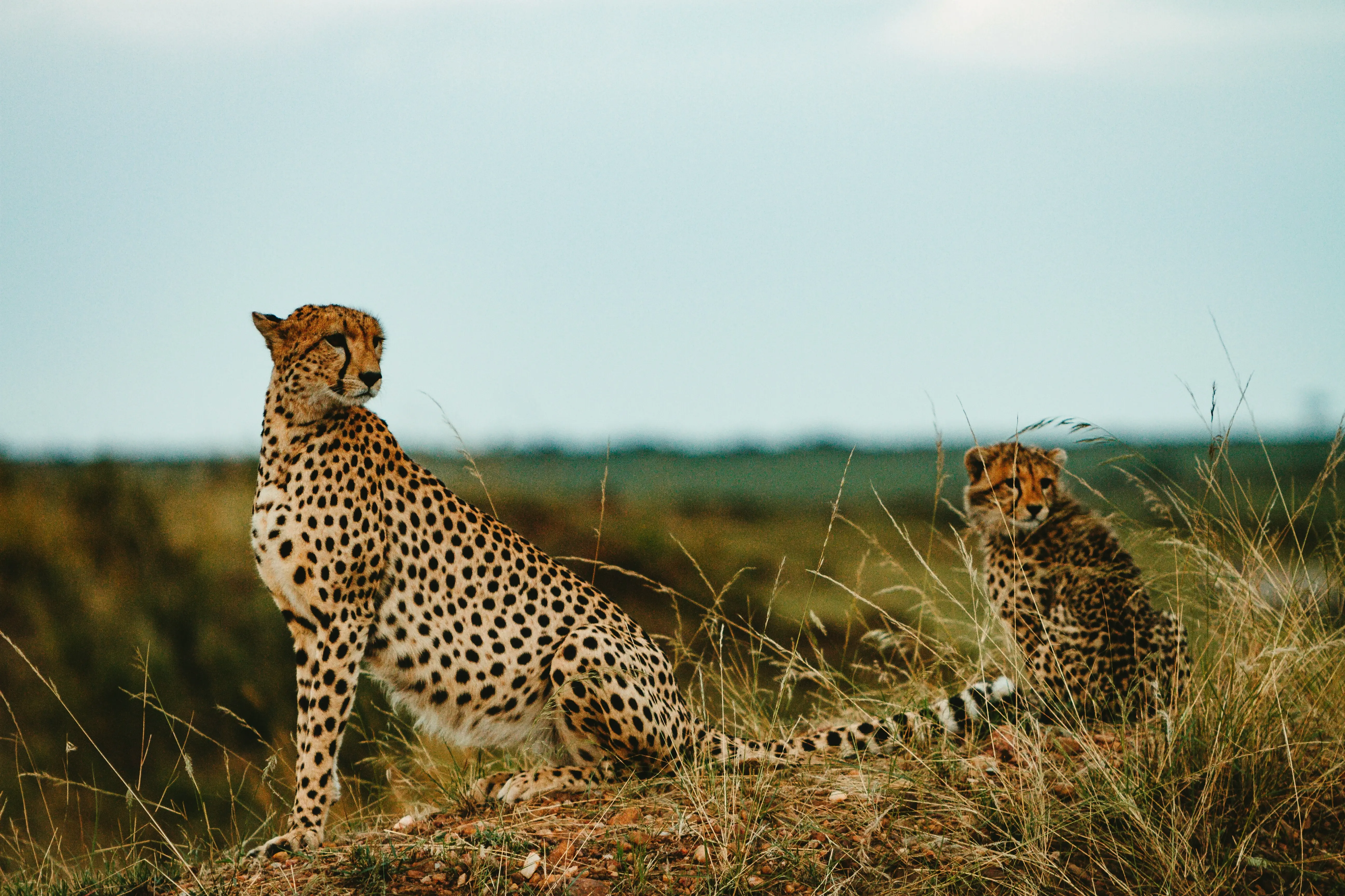Tadoba Andhari Tiger Reserve