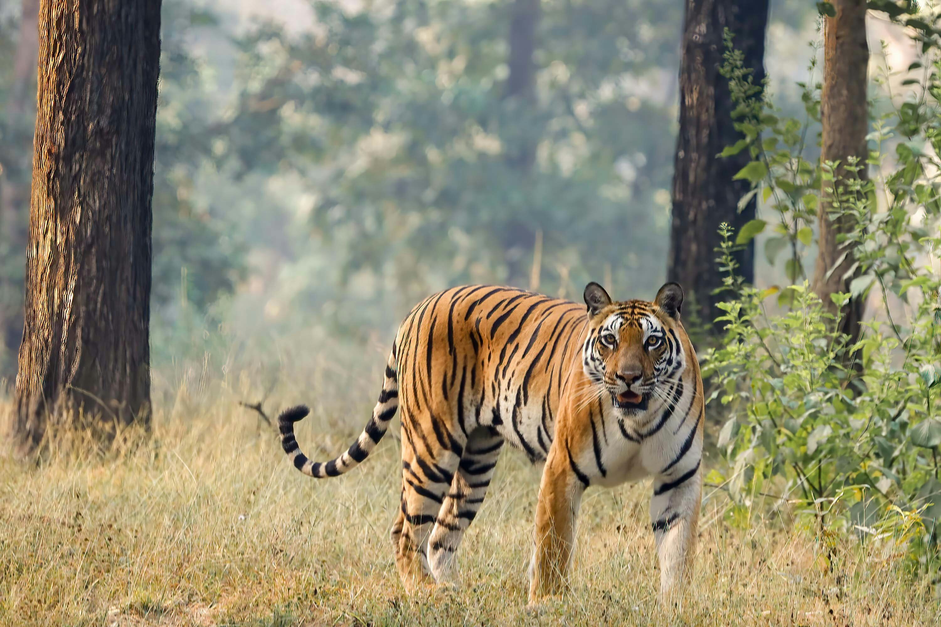 KANHA NATIONAL PARK