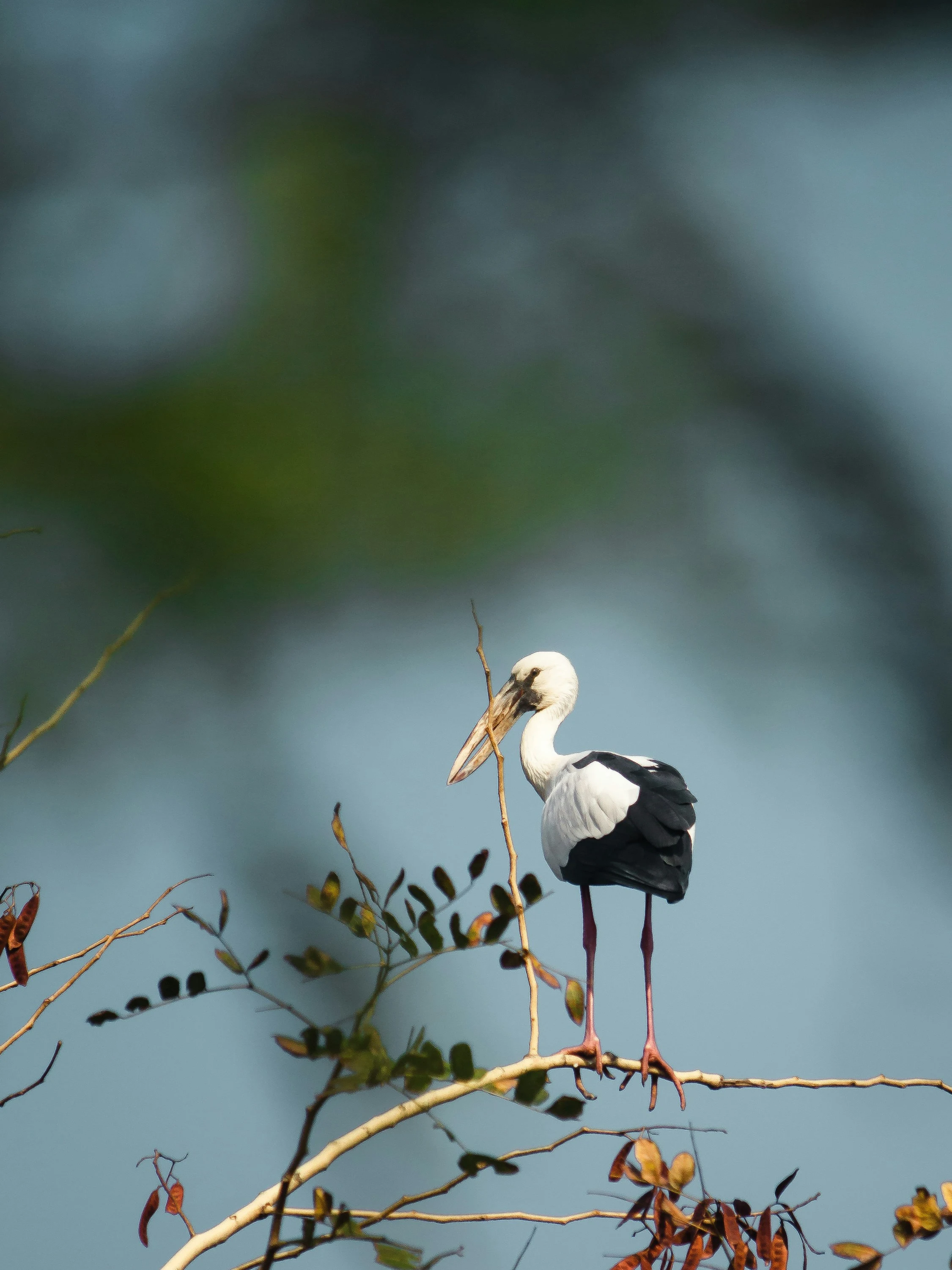 Wetland Birding Escape