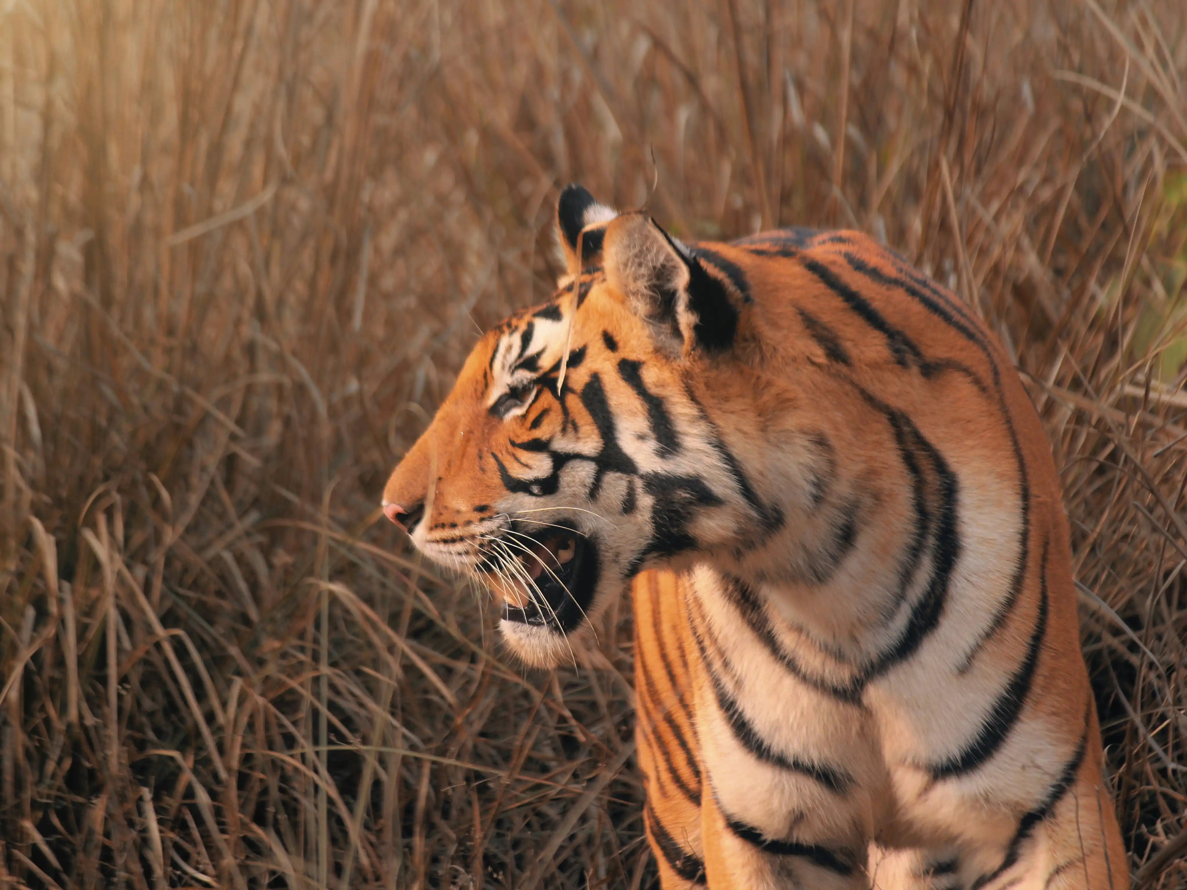 Pench Tiger Realm