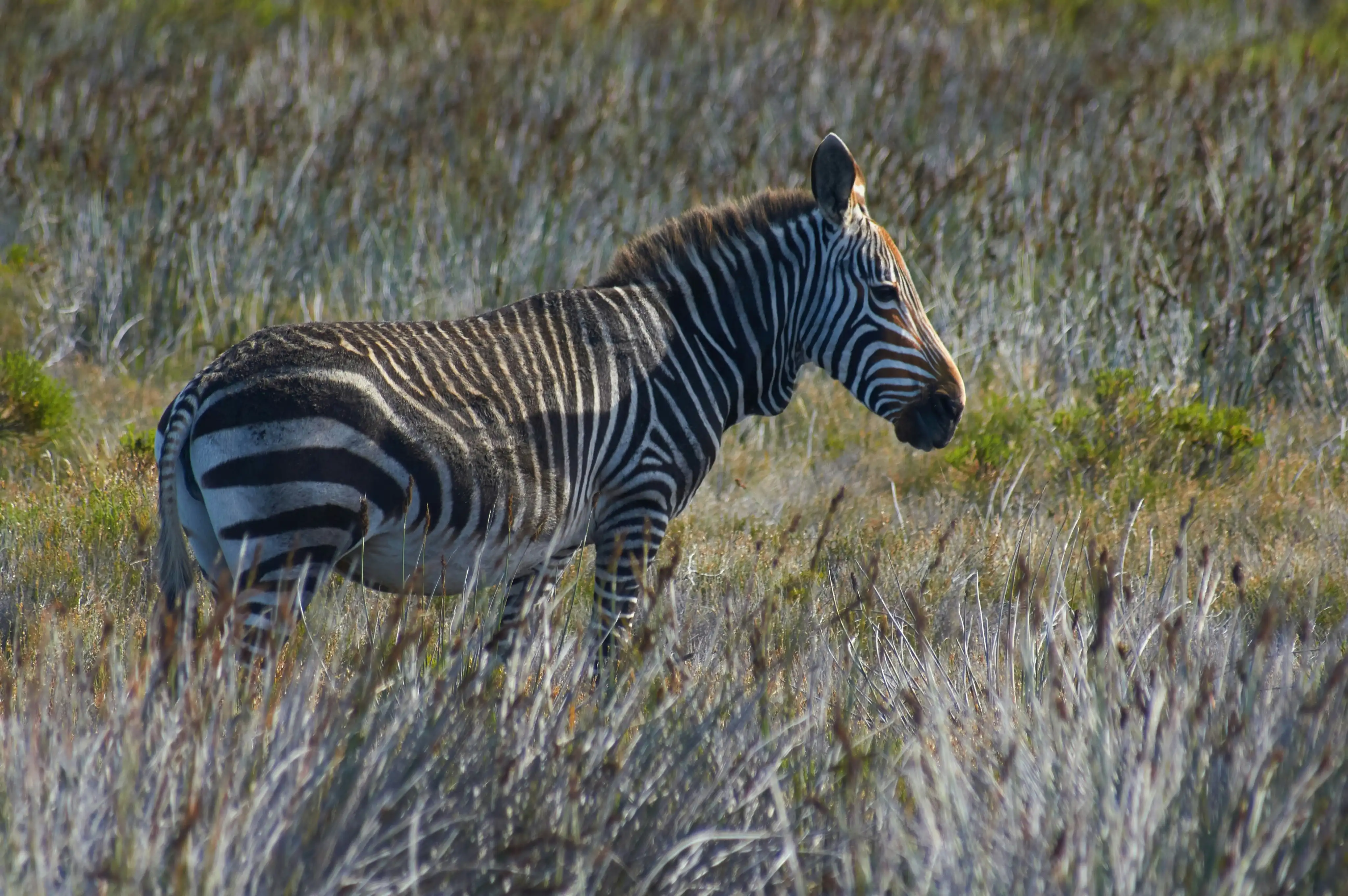 Stripe Safari