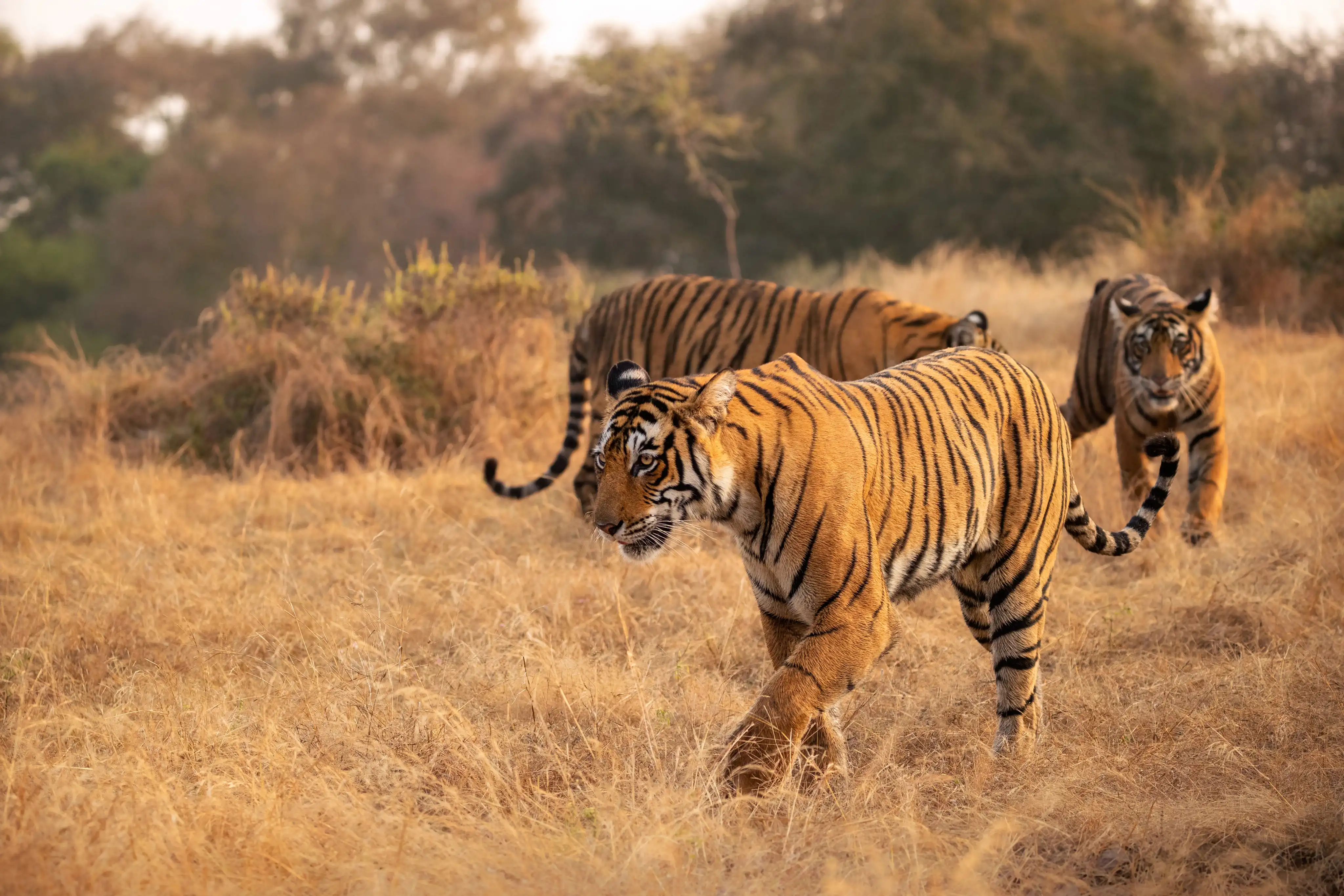 Pench Predators