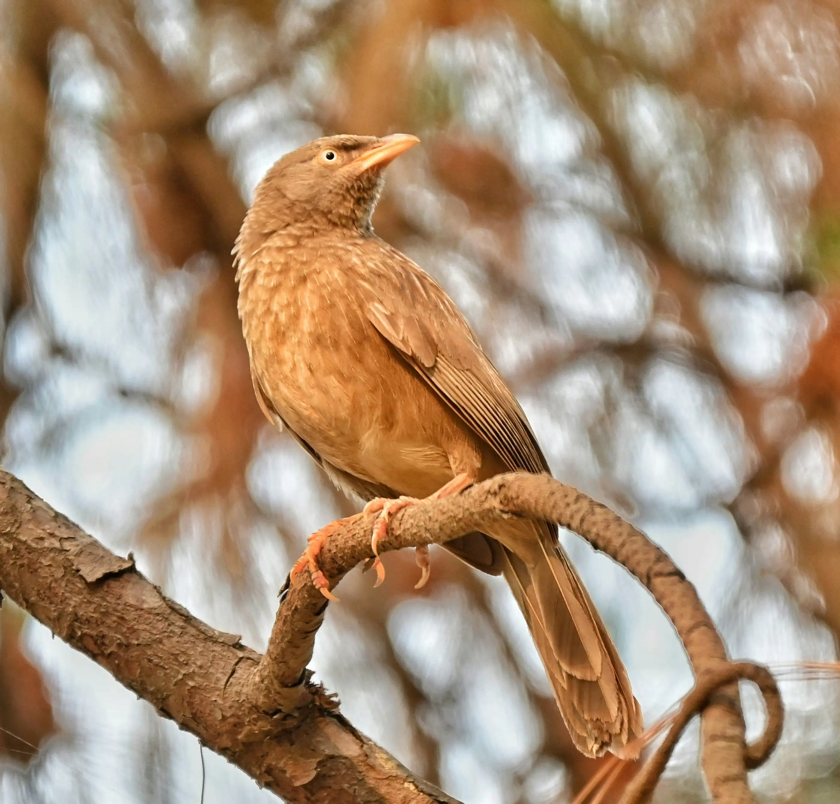 Jungle Birding Escape