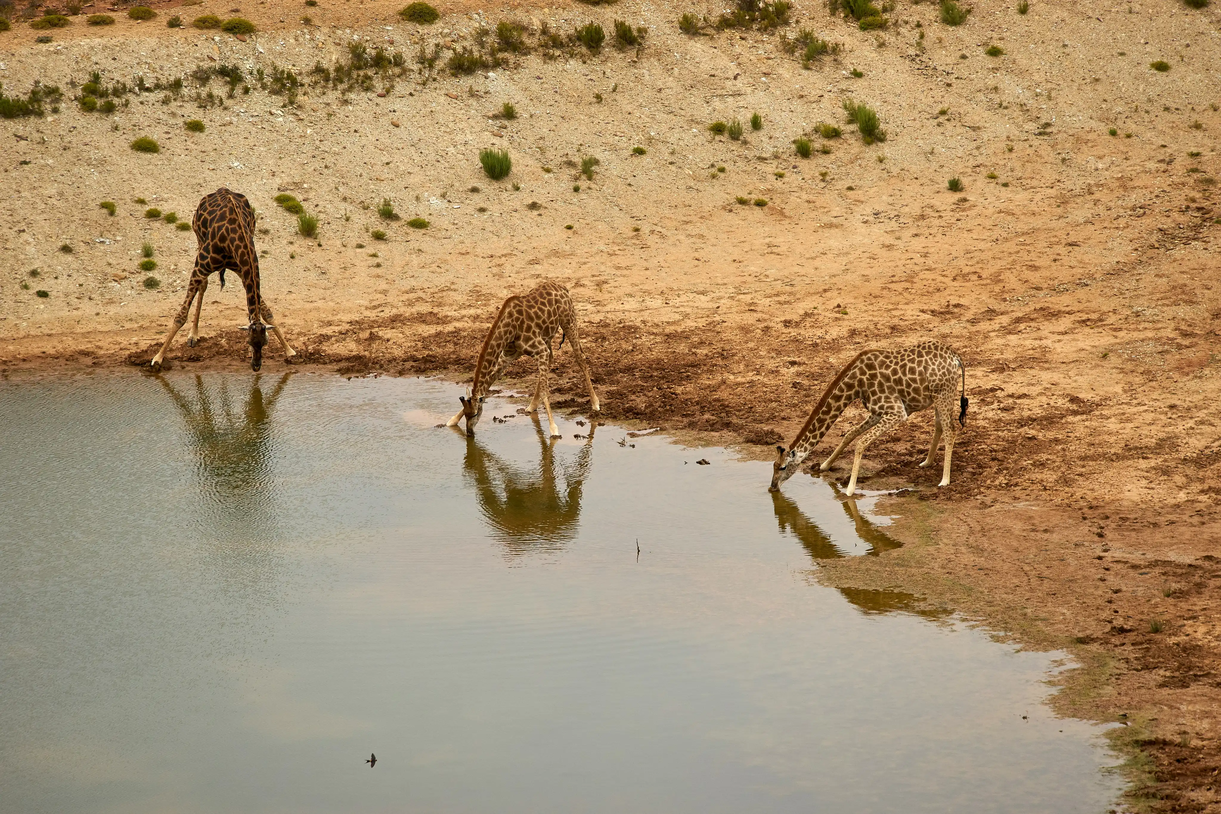 Savanna Watch
