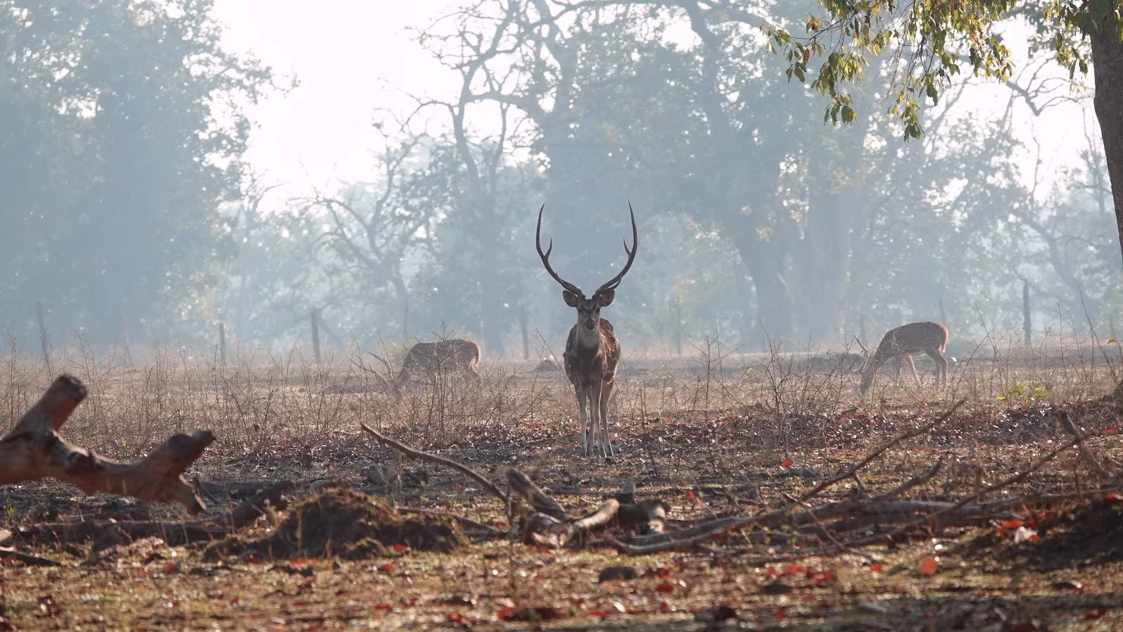 Tadoba Wild Watch