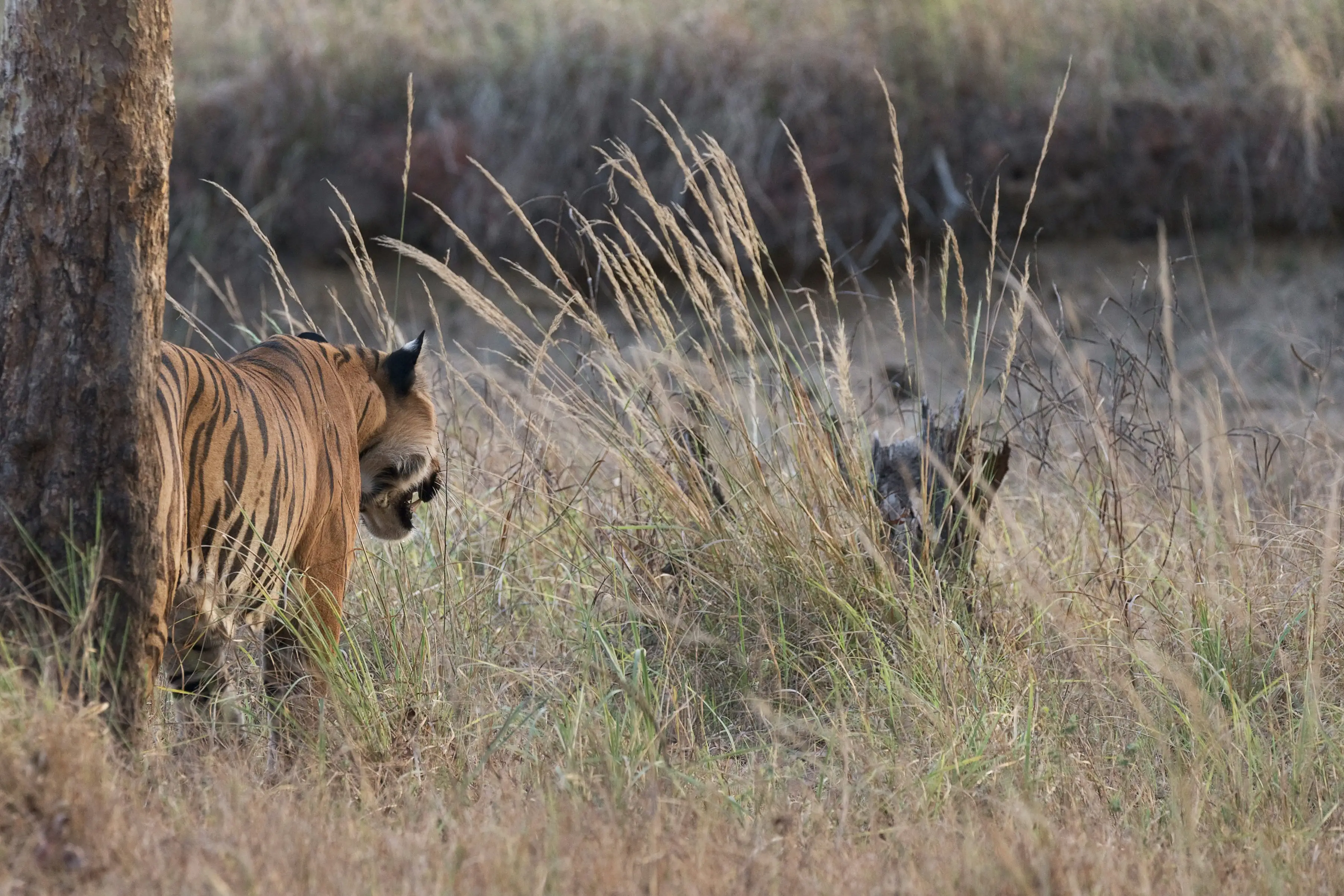 Grassland
