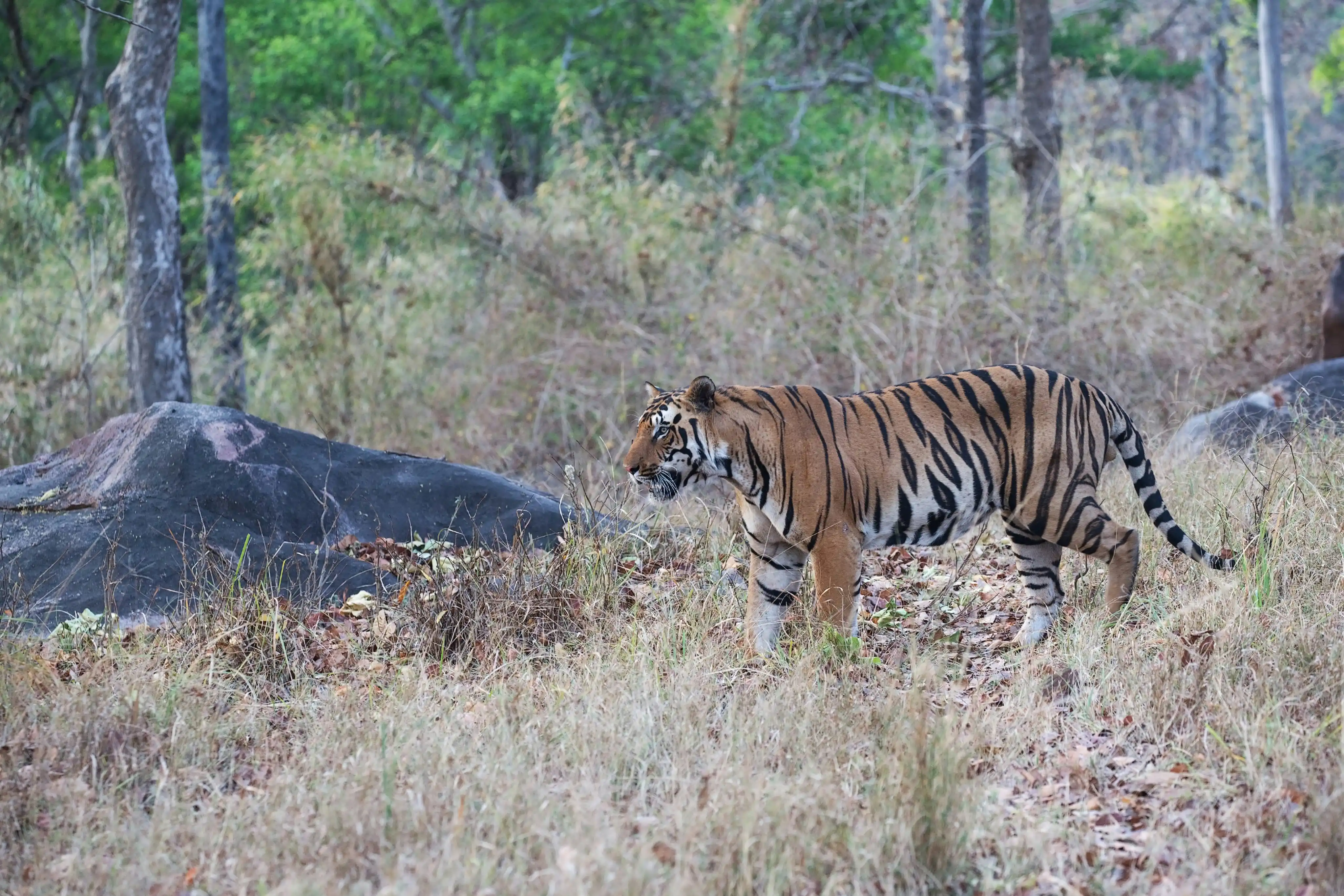 Bandhavgarh Jungle Watch