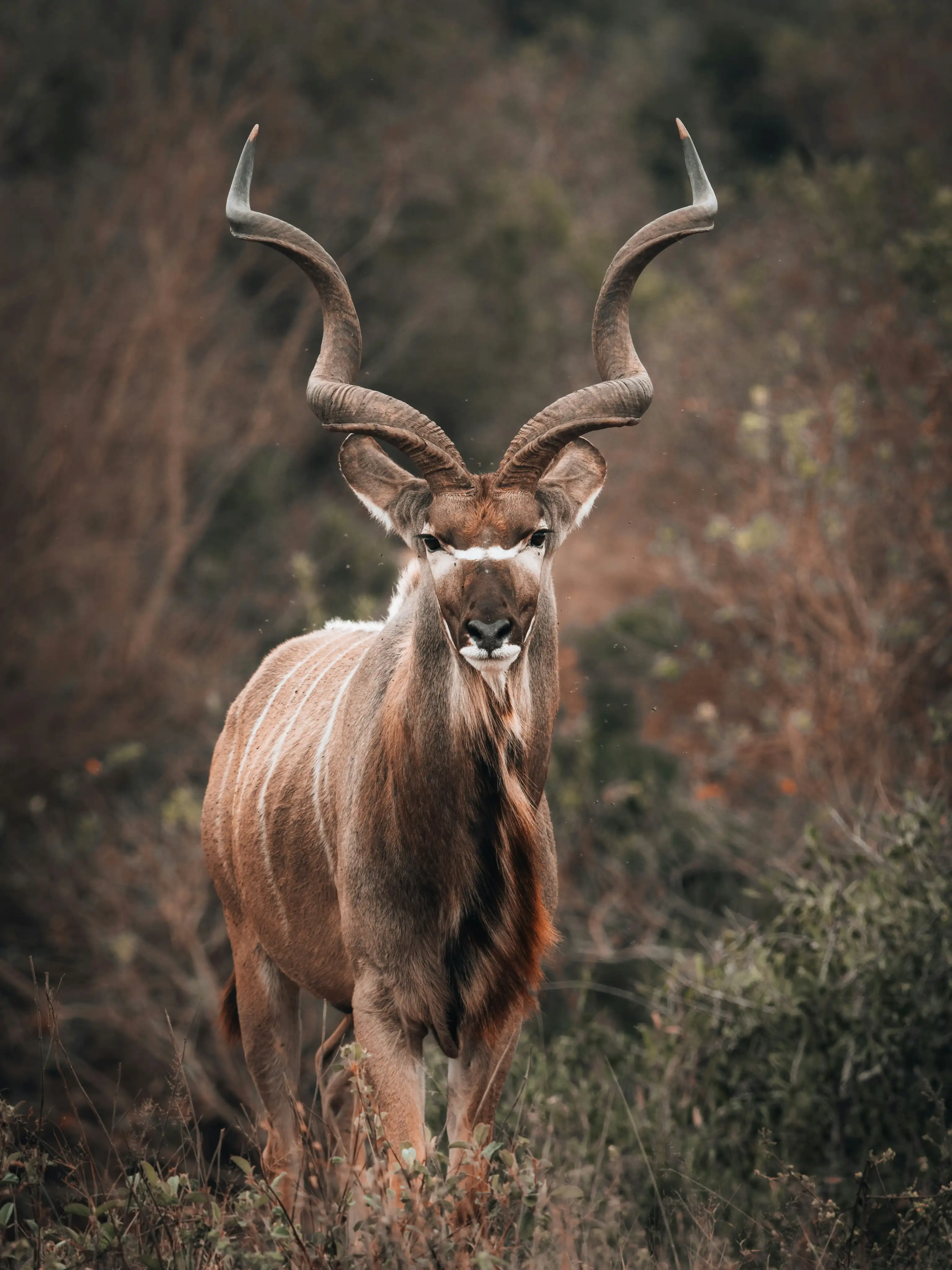 Majestic Trail
