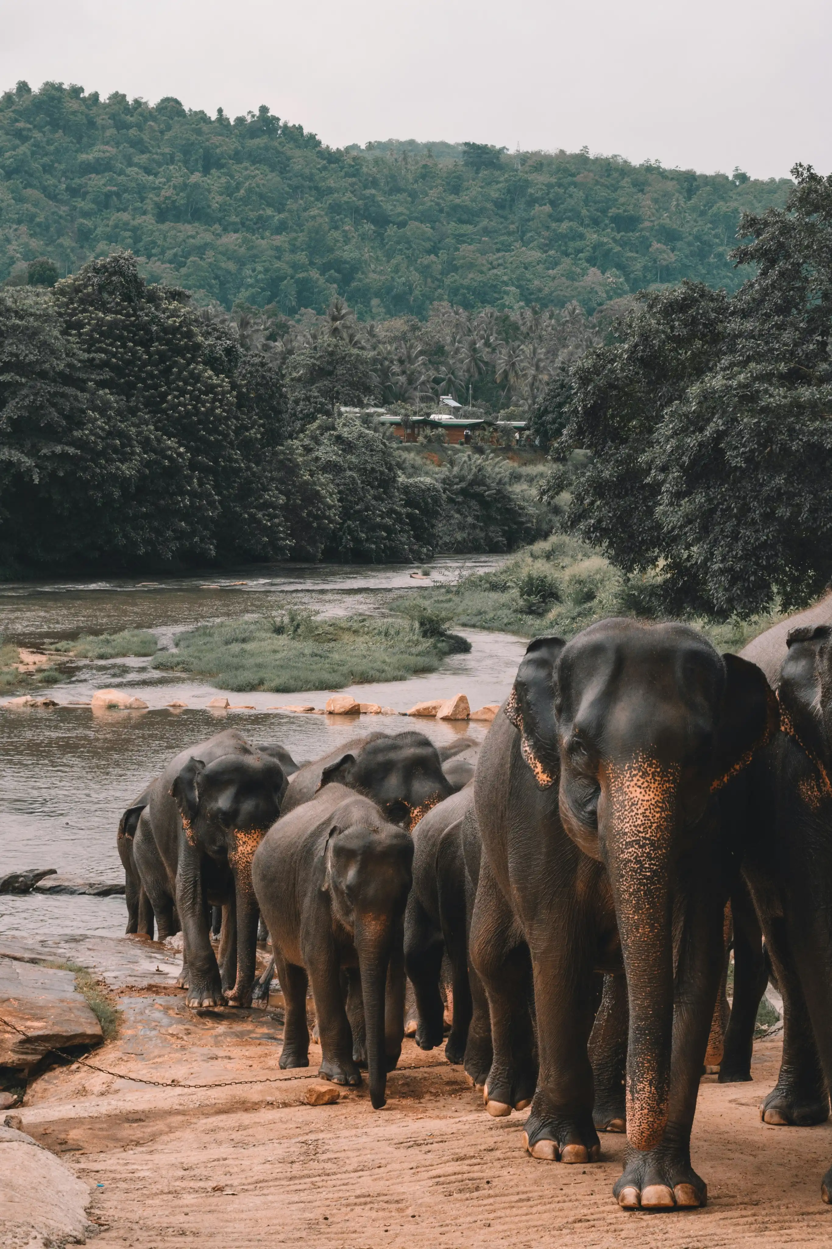 Elephant March