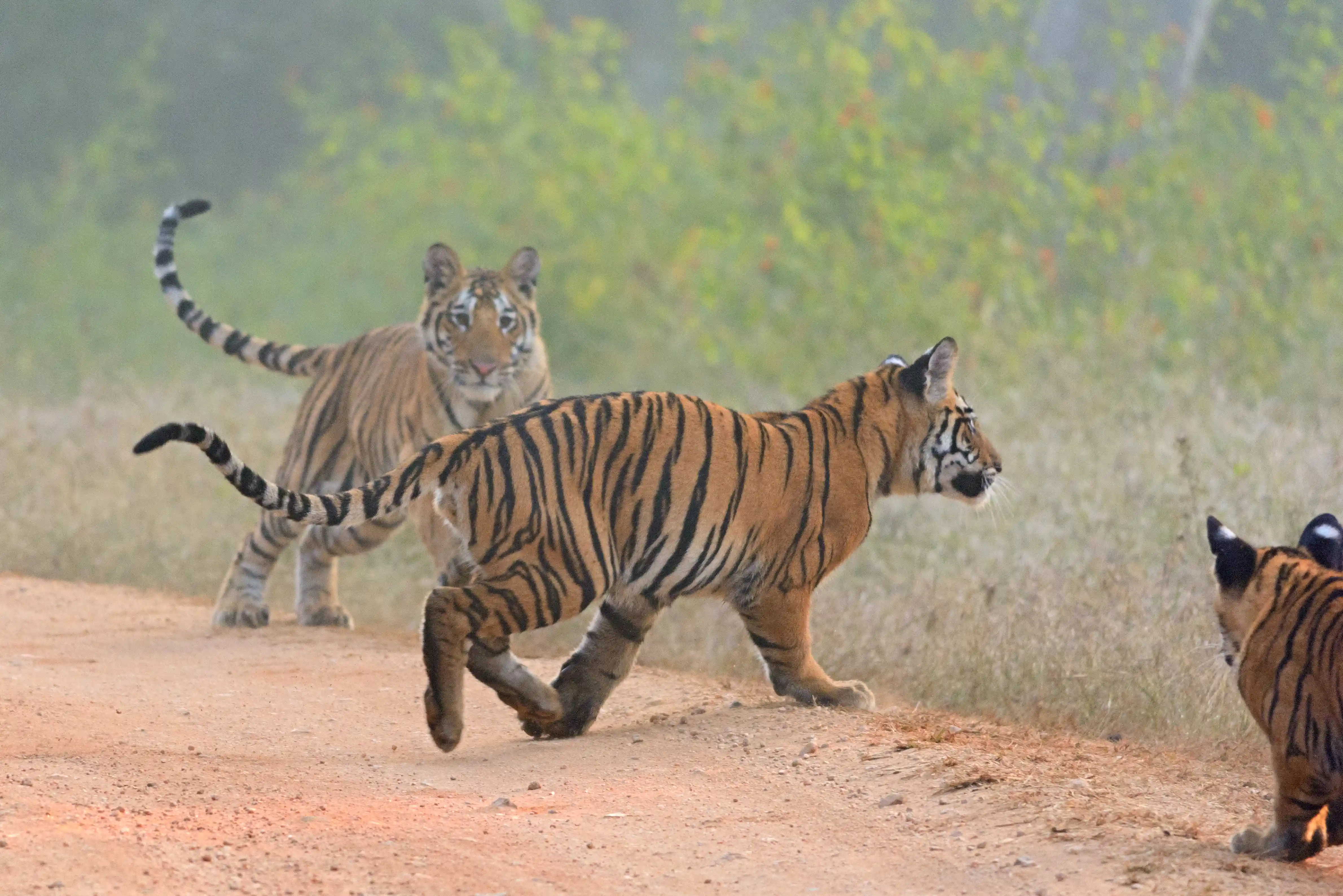 Collarwali’s Playful cubs