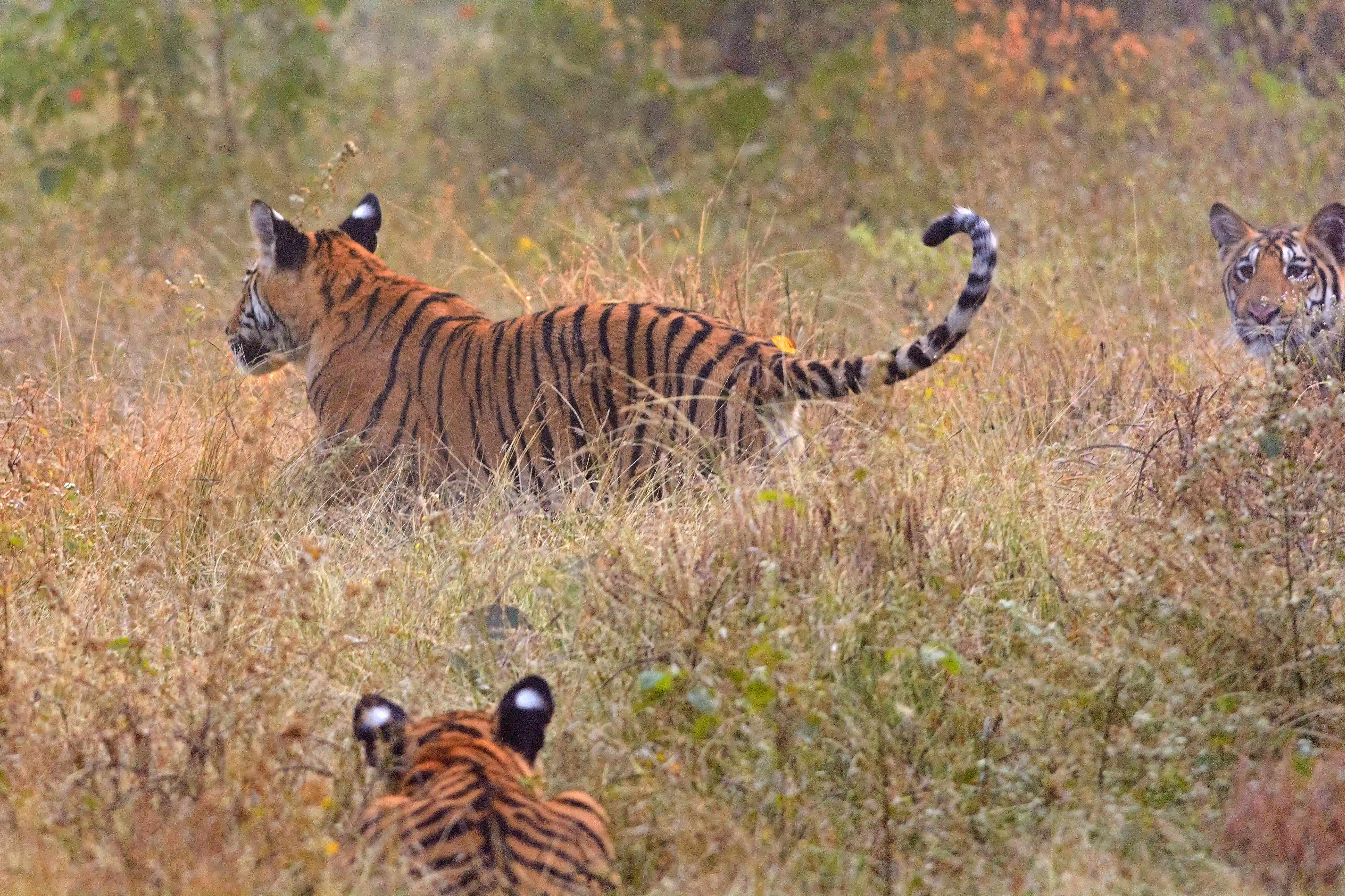 Collarwali’s Heirs