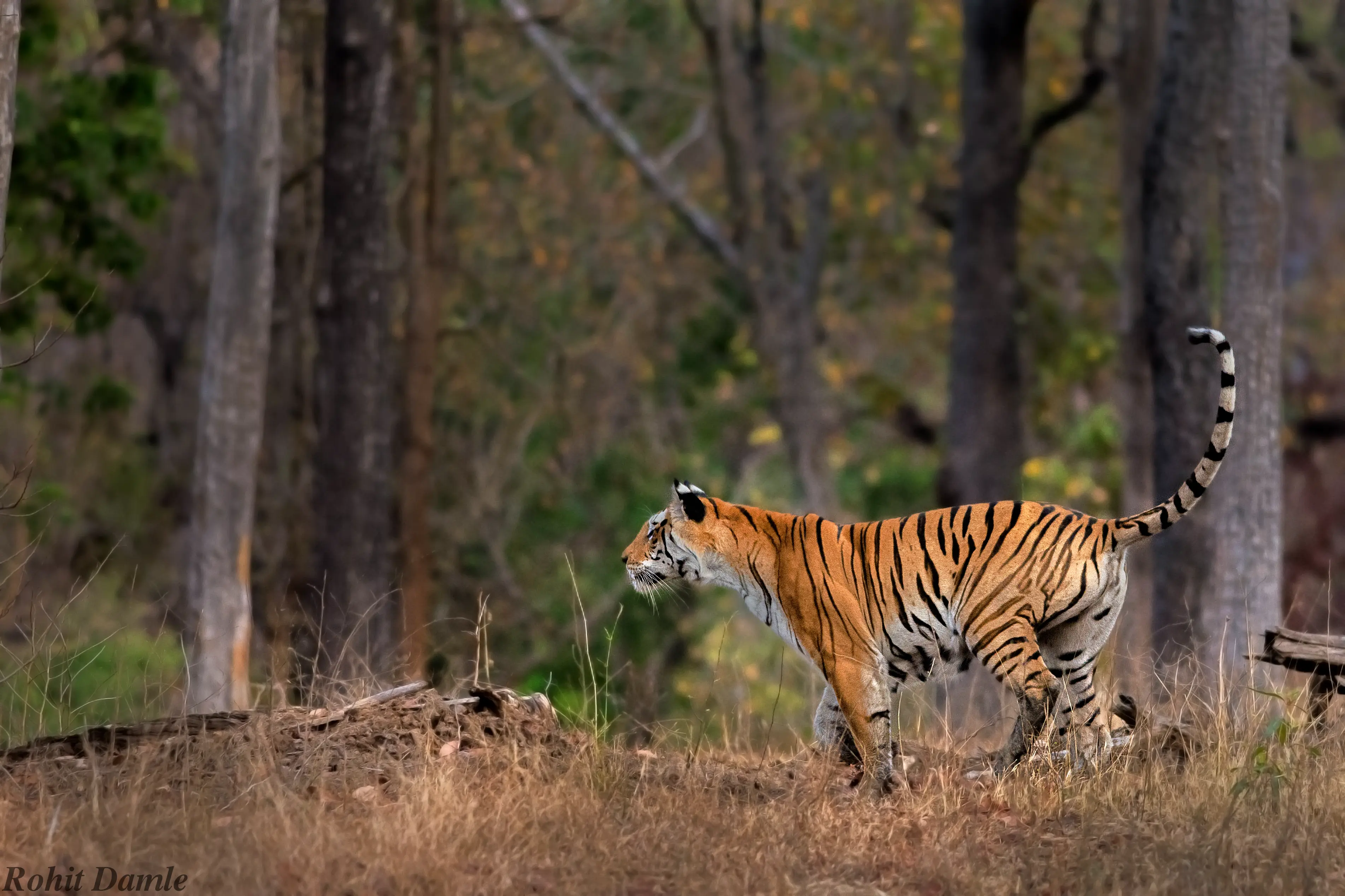 Collarwali, Queen of Pench