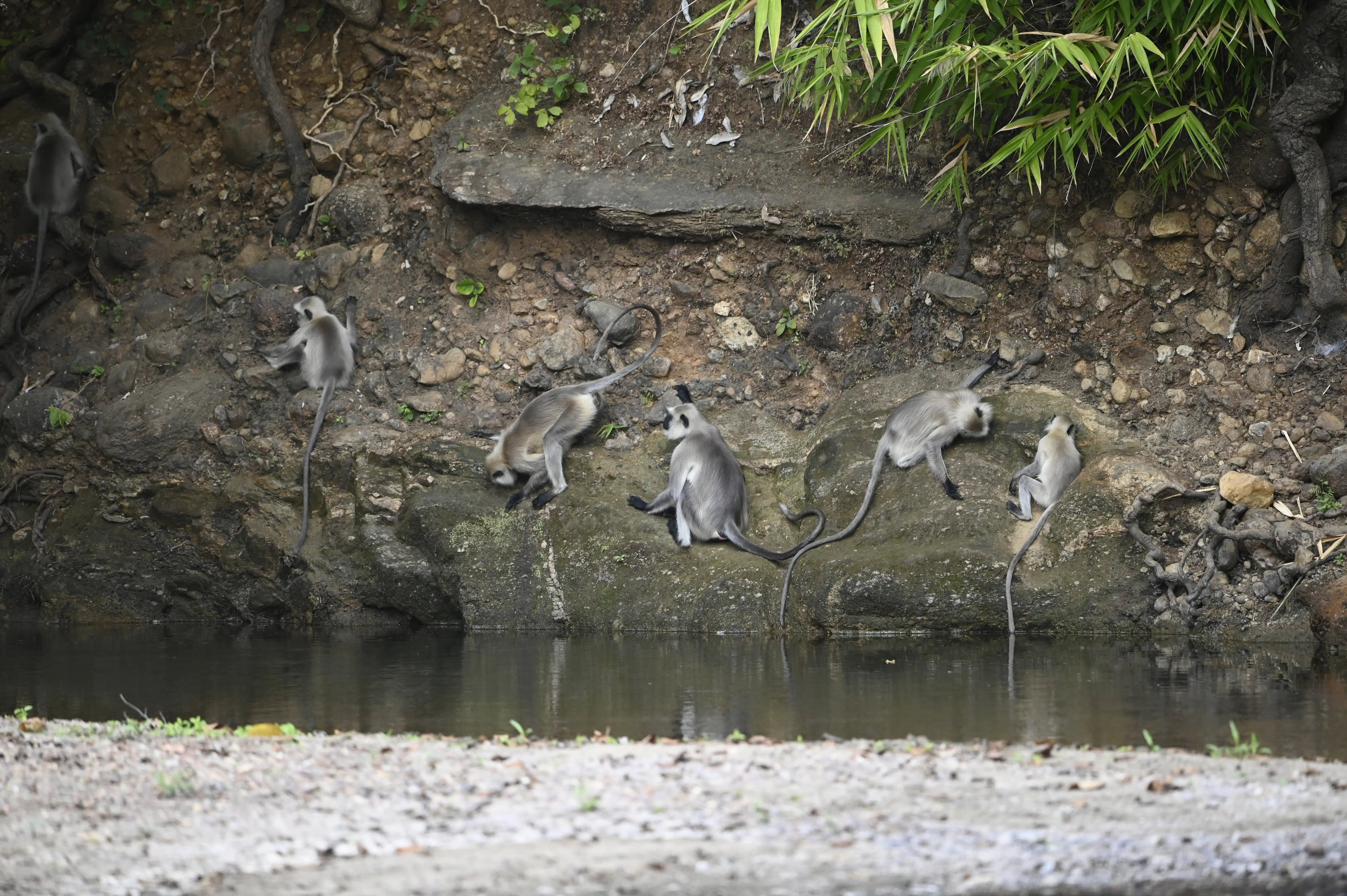 Jungle’s Playful Troop