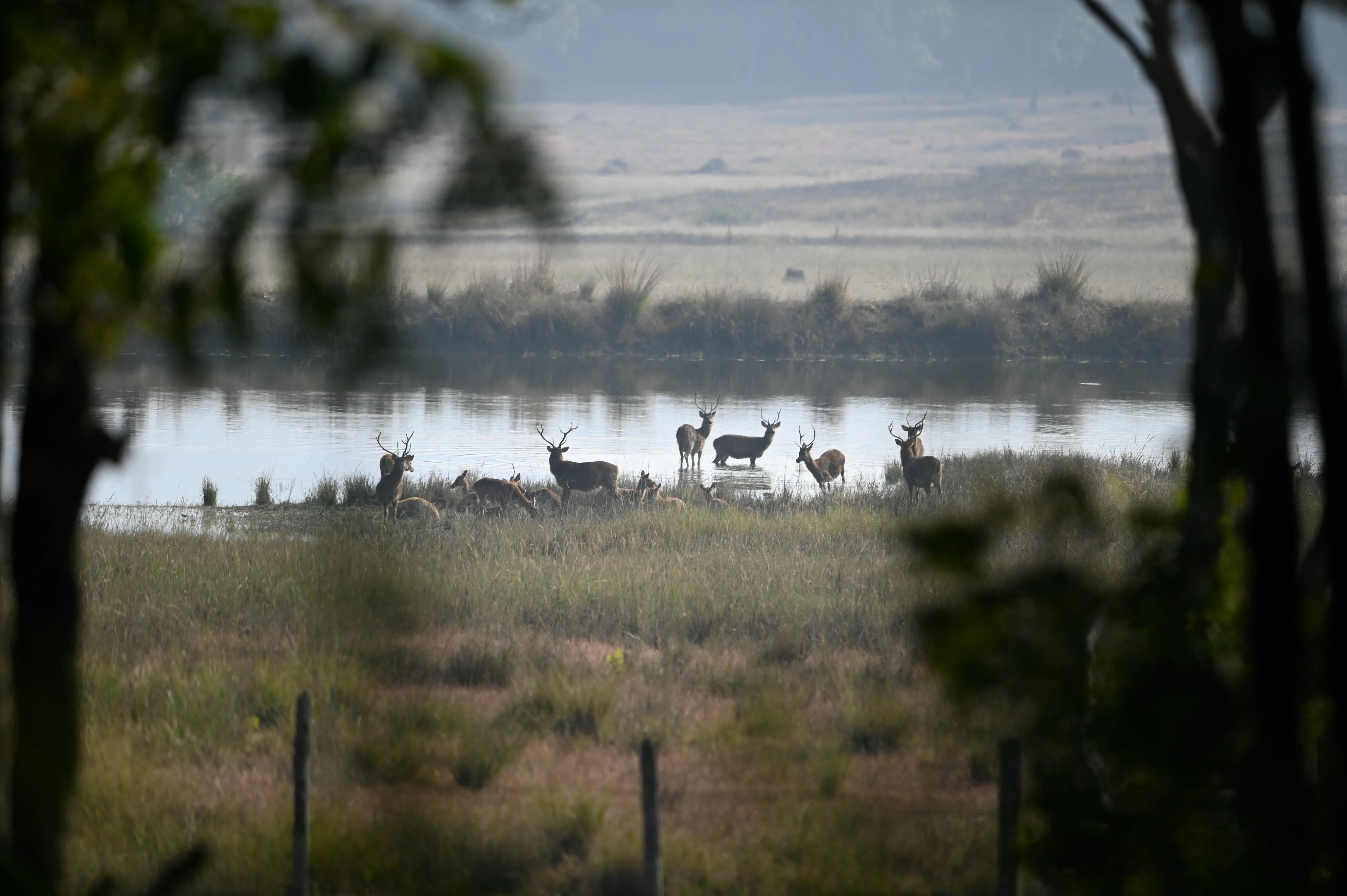 Deers at the Lake