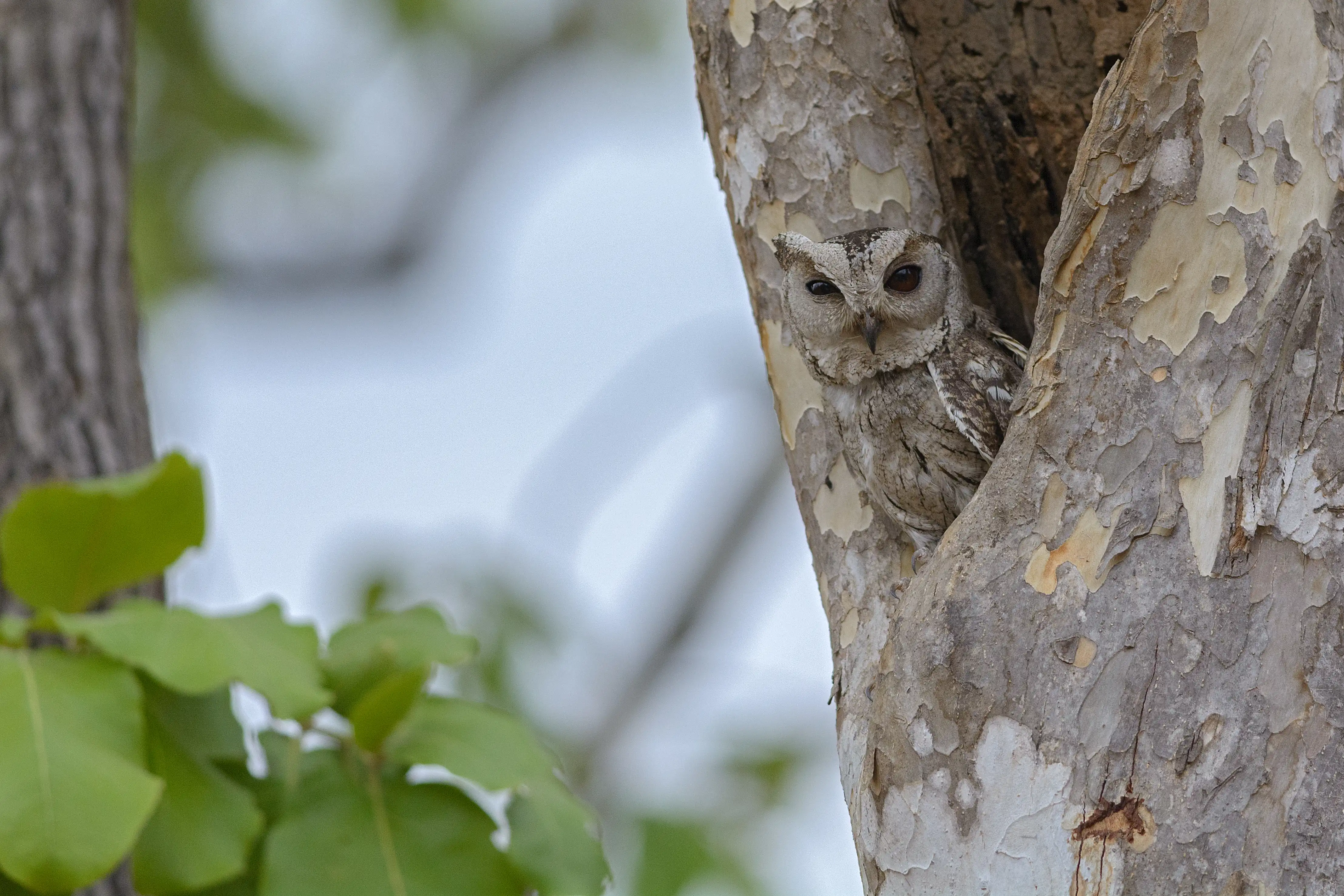 Spotted Owlet