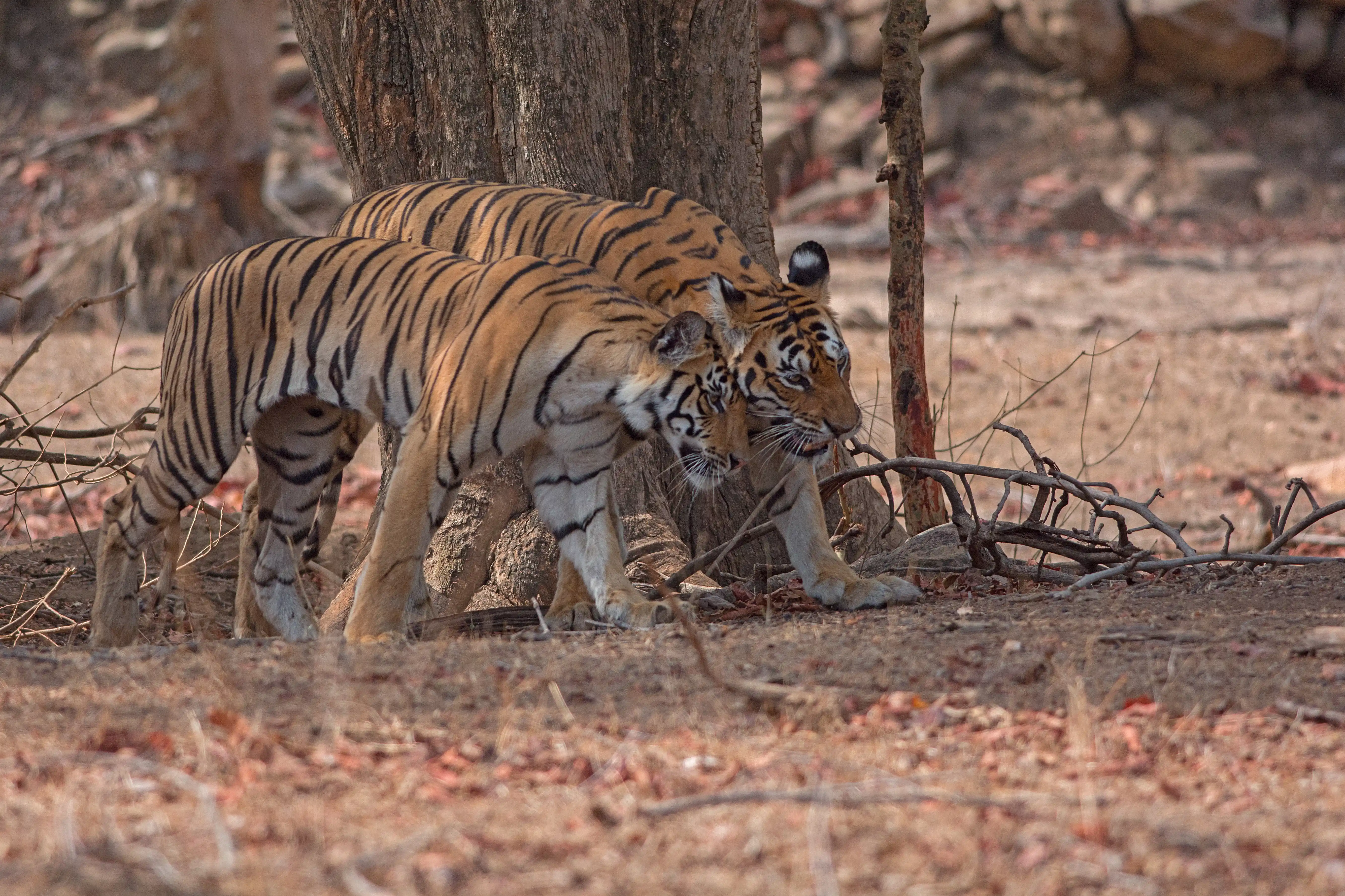 Langdi Tigress Cub
