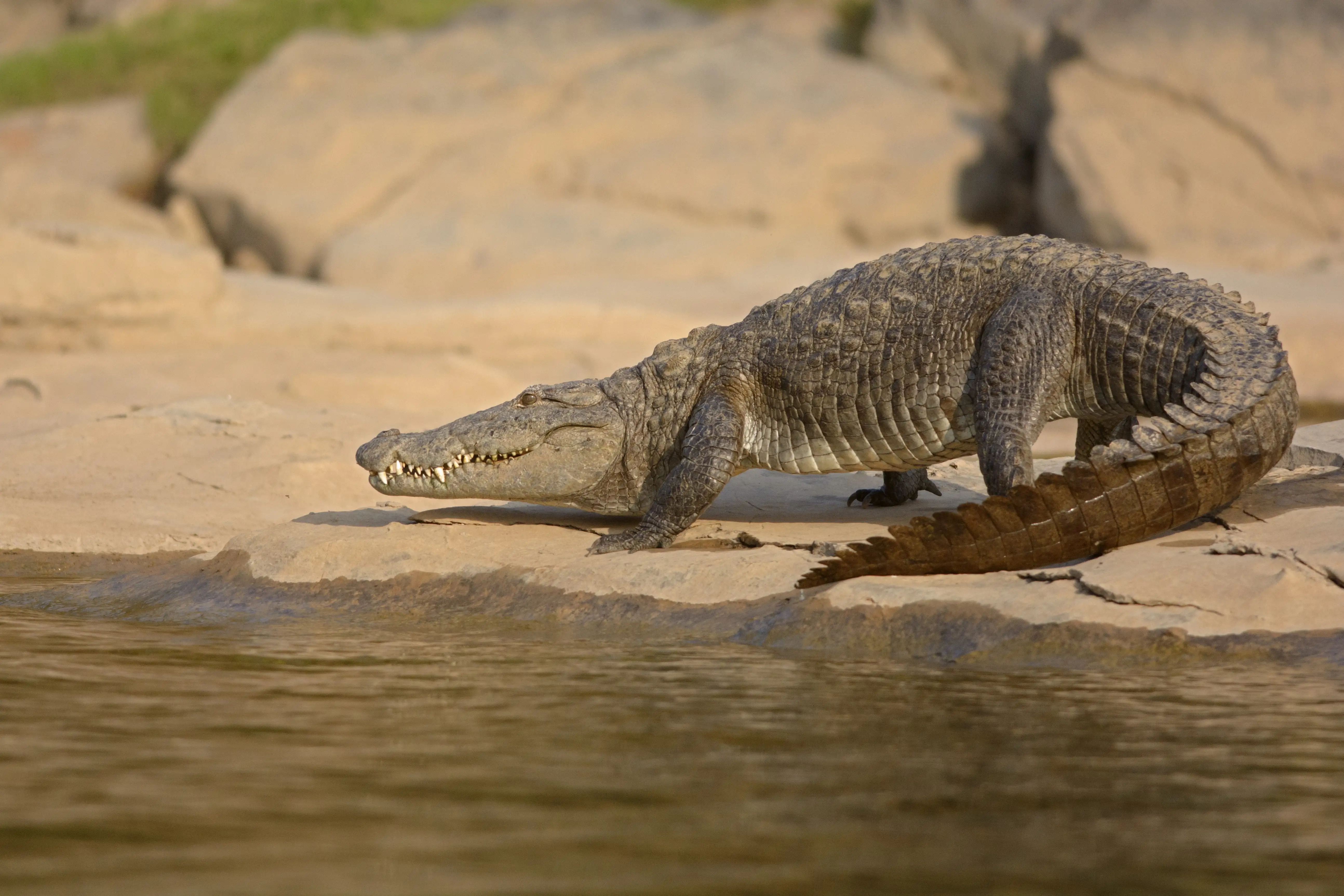 Sunbathing Crocodile