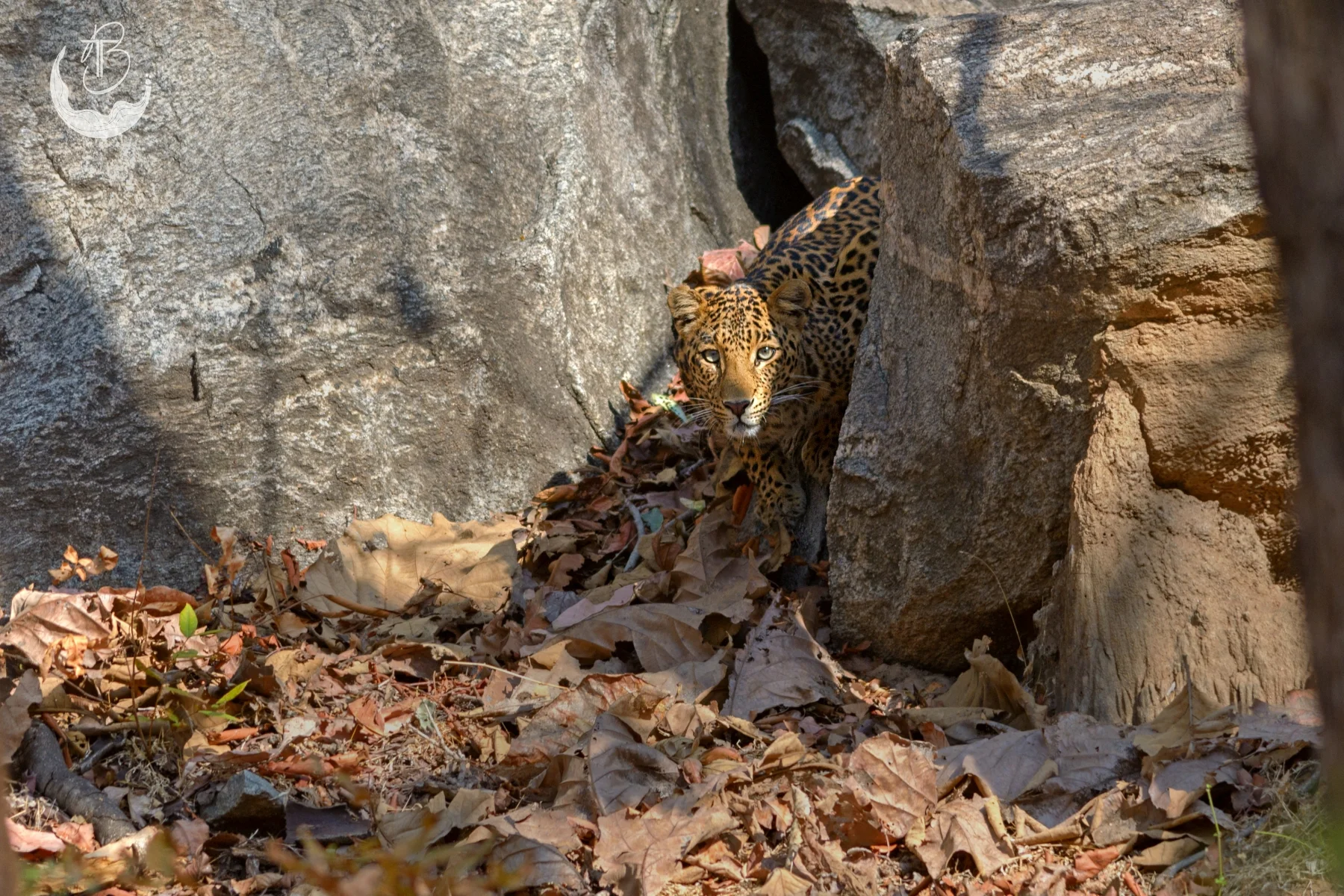 Leopard in Hiding