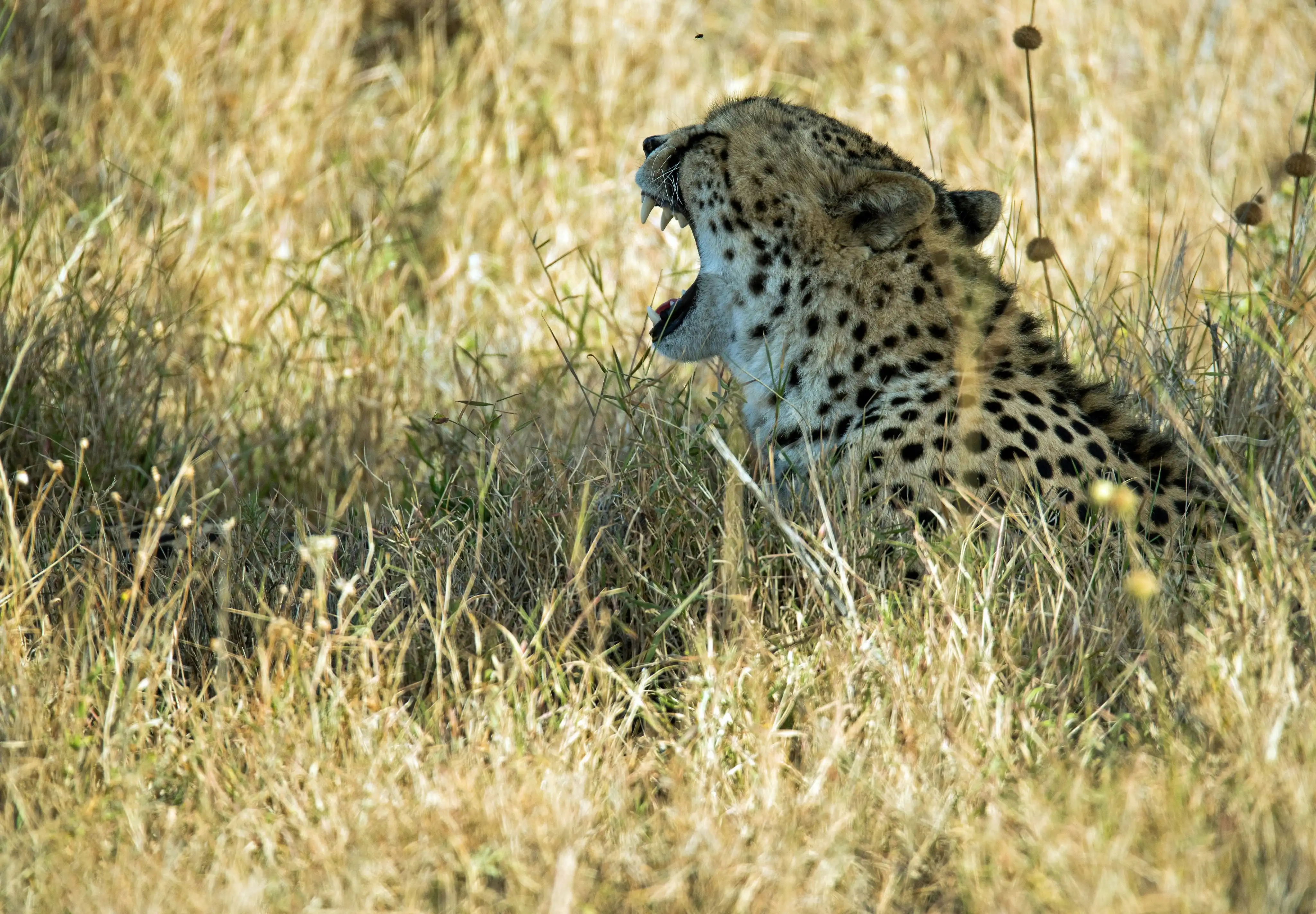 Leopard Realm
