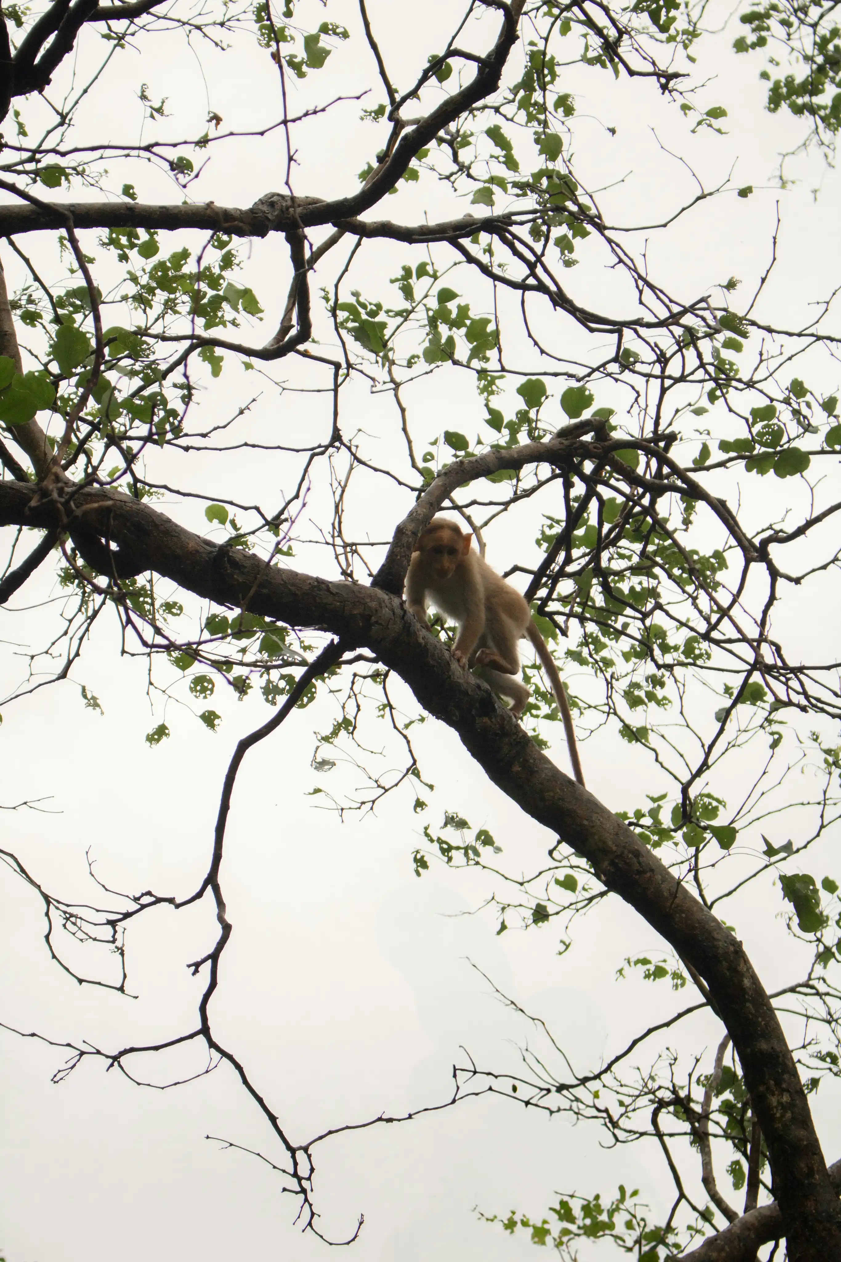 Arboreal Adventures