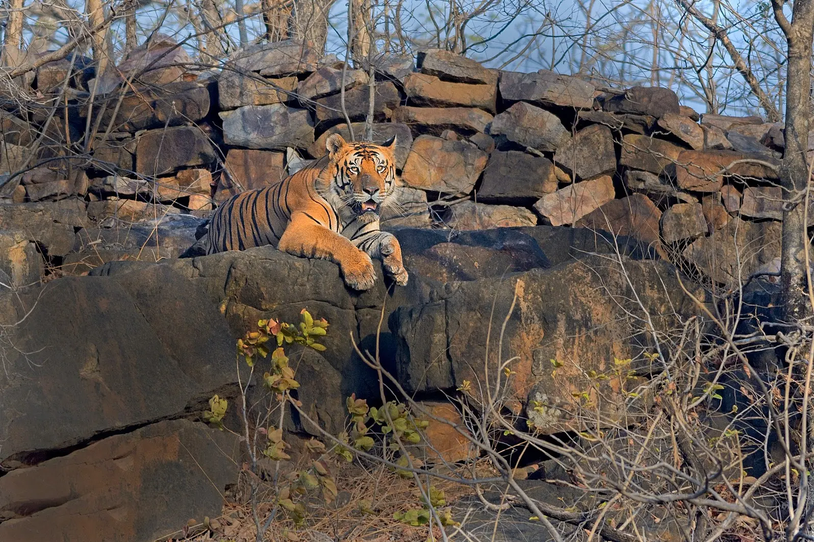 Leopard Rock Safari