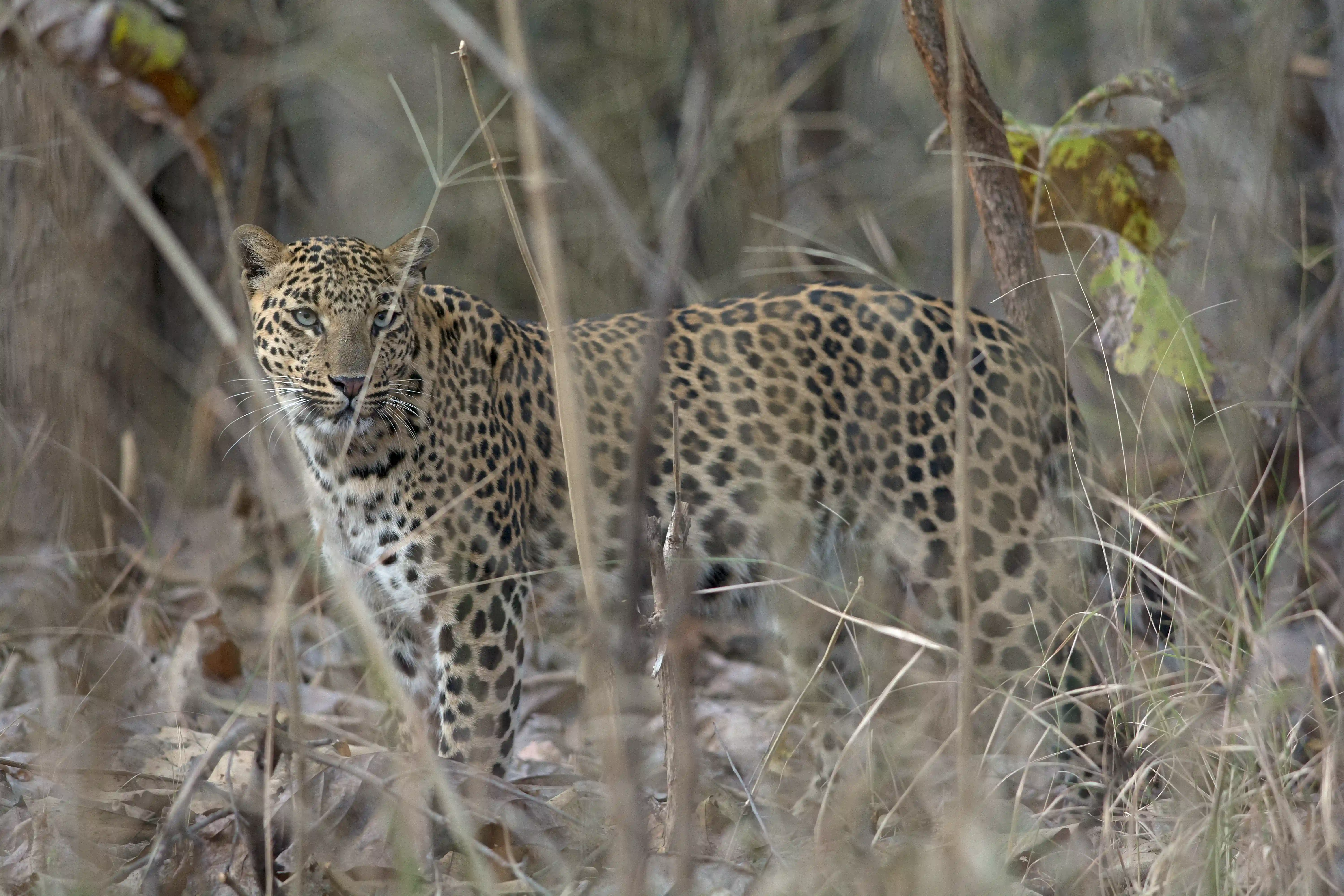 Leopard in the Grass