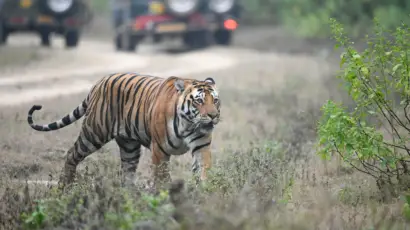 Tiger sighting on jungle safari