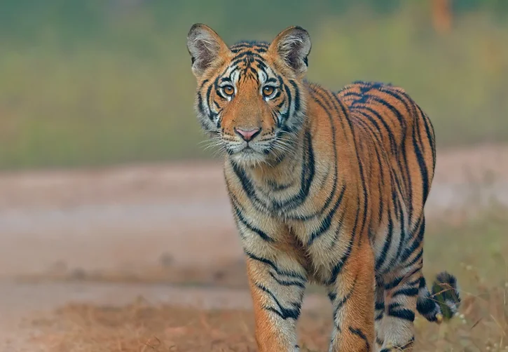 Tadoba-Andheri National Park – thebridgetours.com