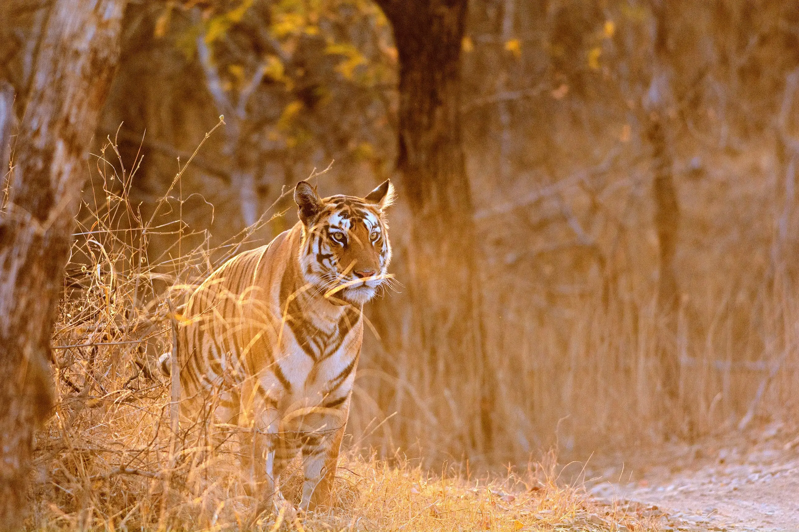 Pench Big-Cat Week