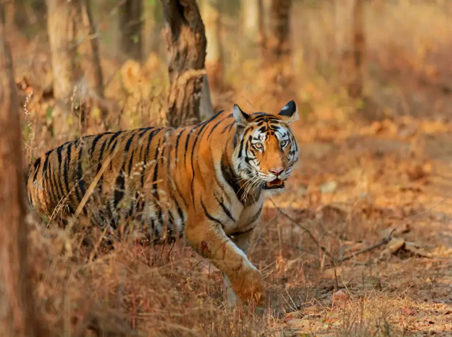 Photo of a tiger walking along a forest trail in its natural habitat.