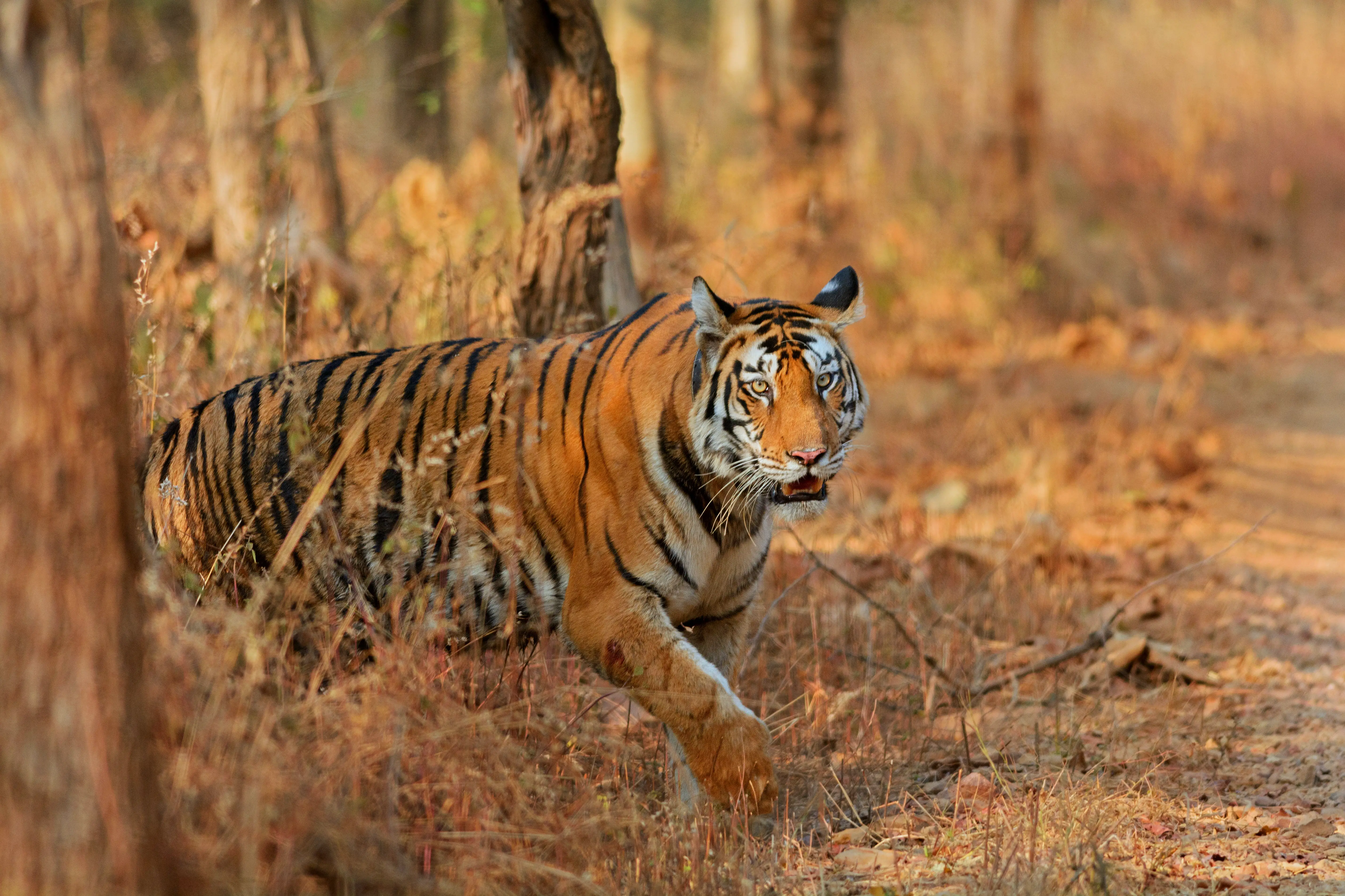 Photo of a tiger walking along a forest trail in its natural habitat.