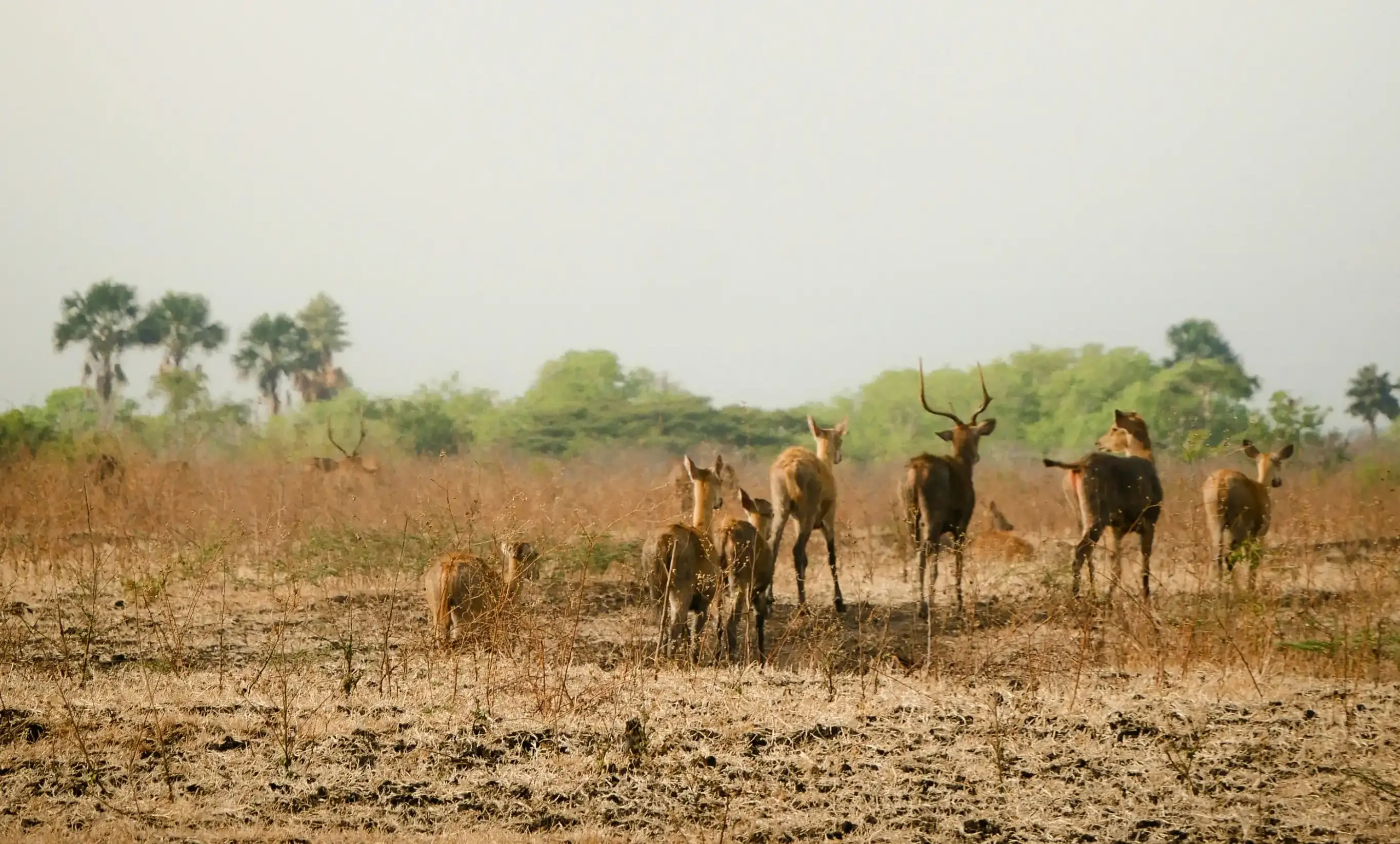 Bandhavgarh Predator Trails