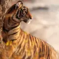 Kanha National Park