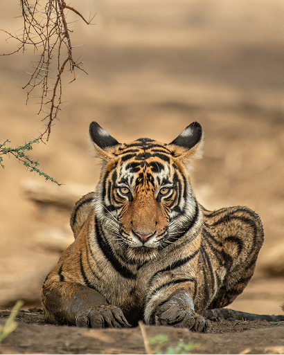tiger_safari_thumb