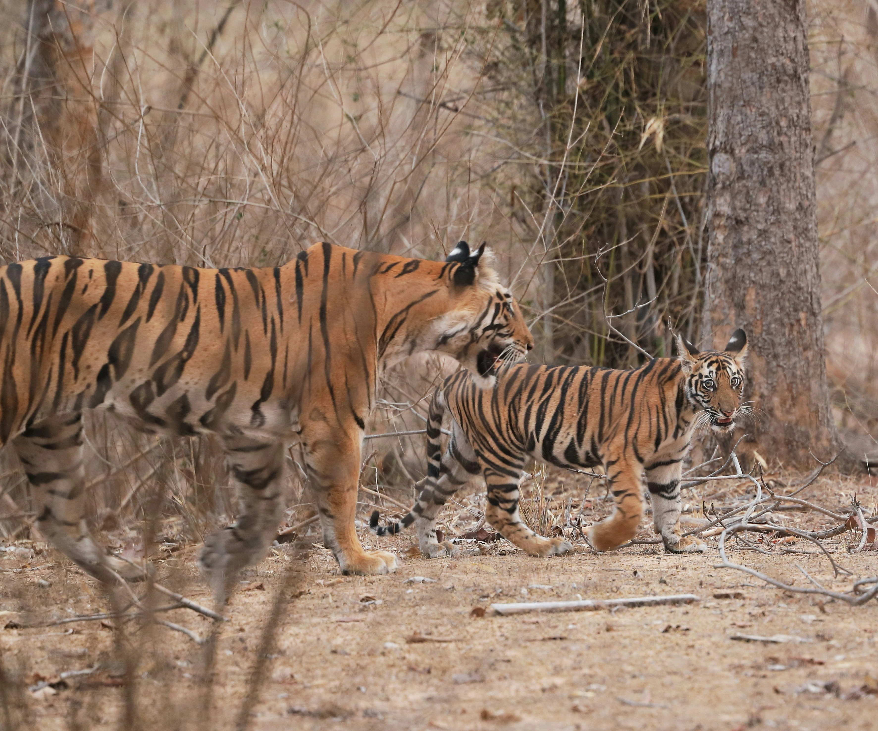 Western Ghats Rainforest Safari