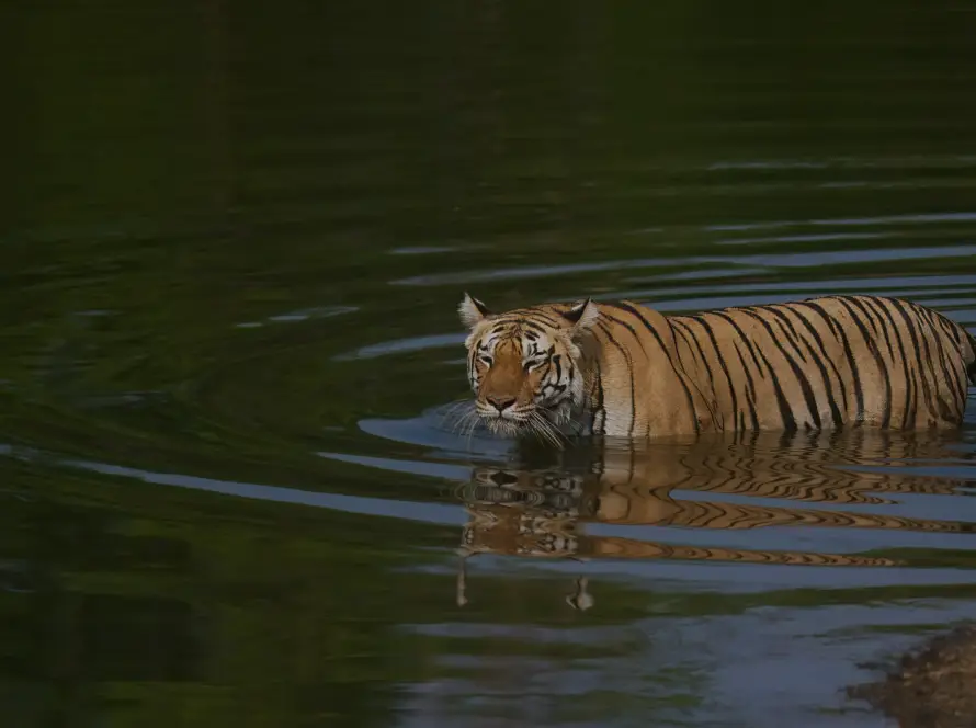 Photo of tiger swimming in the lake