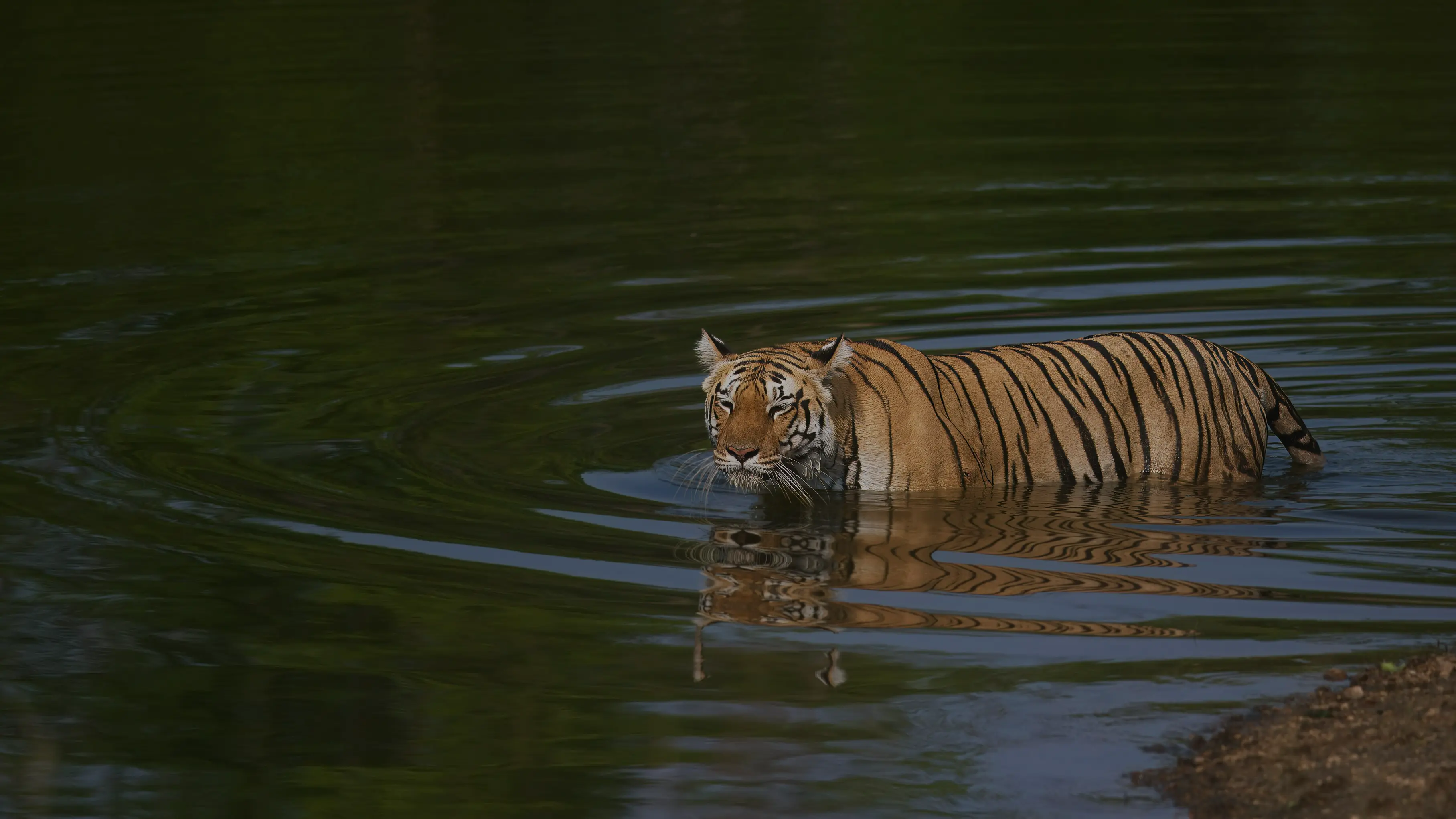 Photo of tiger swimming in the lake