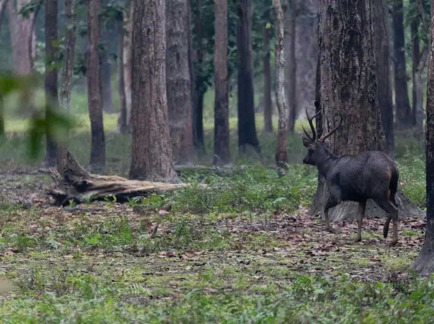 Photo of deep sal forest landscape