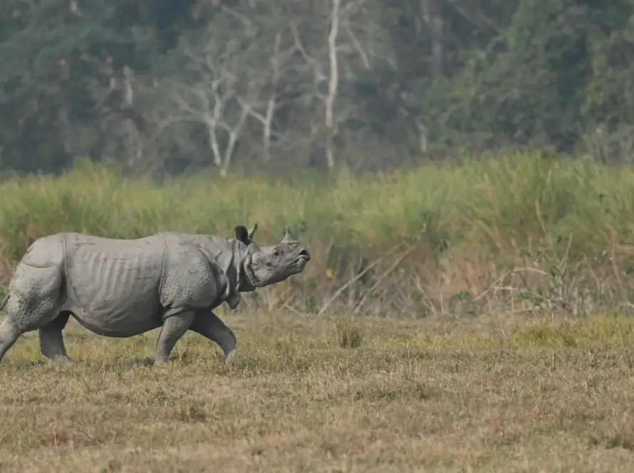 Photo of a rhinoceros walking across open grassland surrounded by natural vegetation.