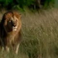 Gir National Park