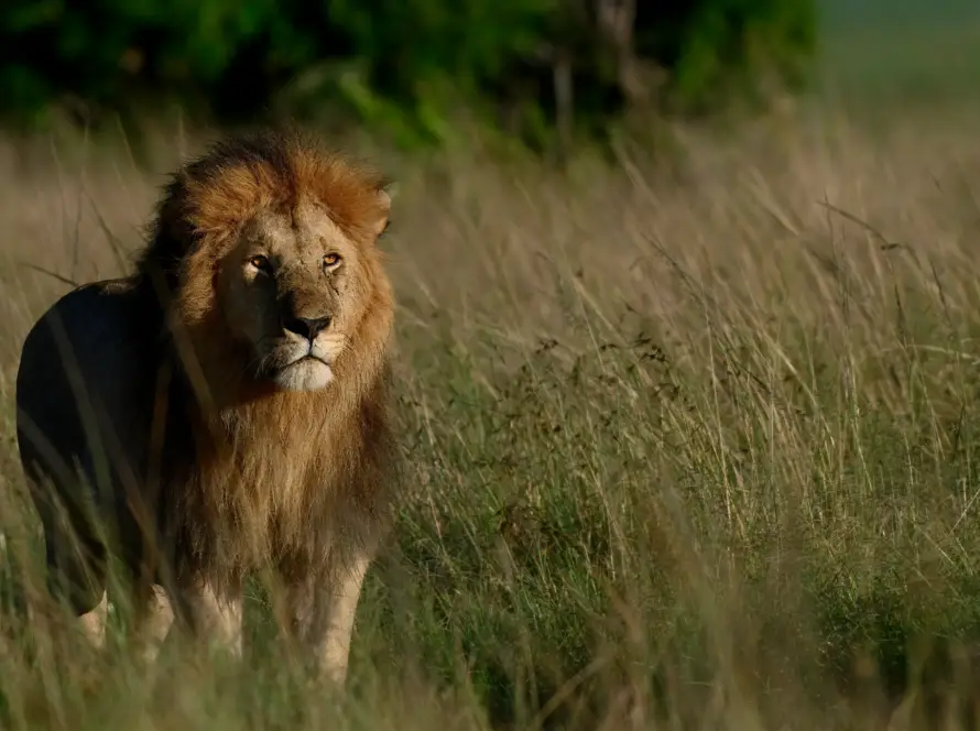 Photo of a lion moving through tall bamboo grass in its natural habitat.