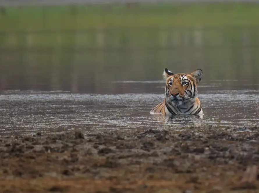 Photo of a tiger swimming across a river in its natural wilderness habitat.