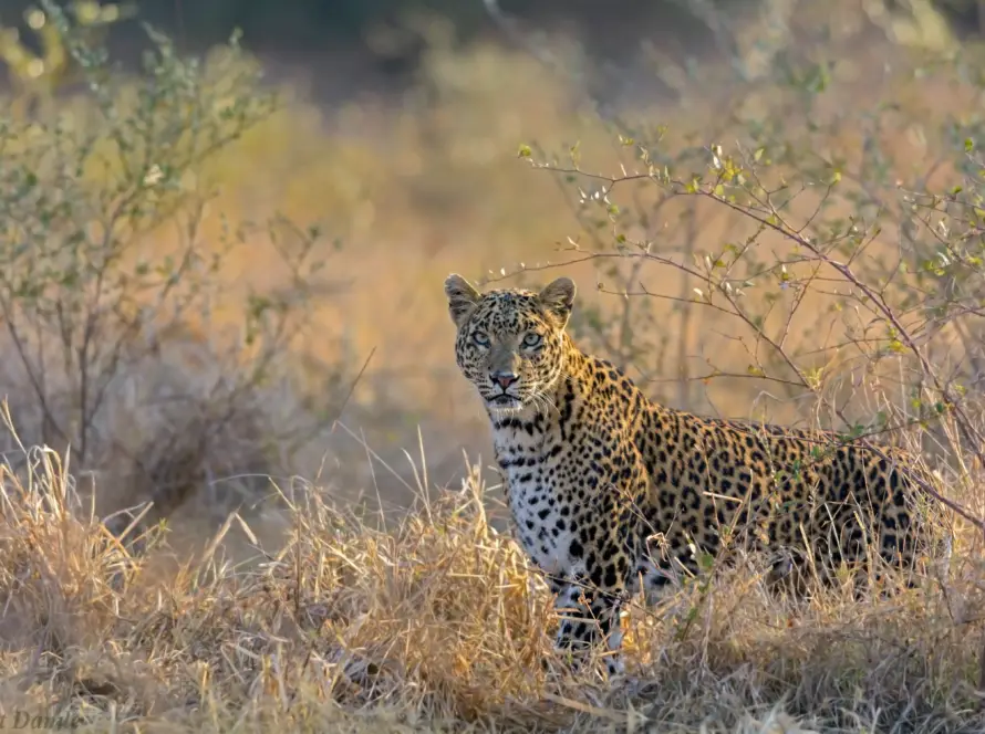 Photo of a leopard standing in tall grass within its natural wilderness habitat.
