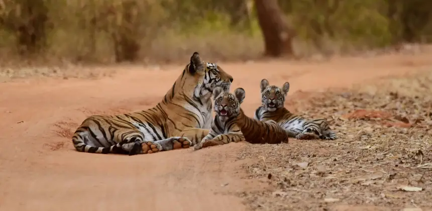 01e09ae102e419c719c28e4cde7bad98003b41c2 syna-tiger-resort