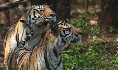 Photo of Tiger in the Wilderness