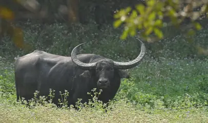Photo of an Indian gaur standing in a grassy meadow surrounded by natural vegetation.