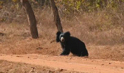 Photo of a wild bear moving through a forest habitat in search of food.